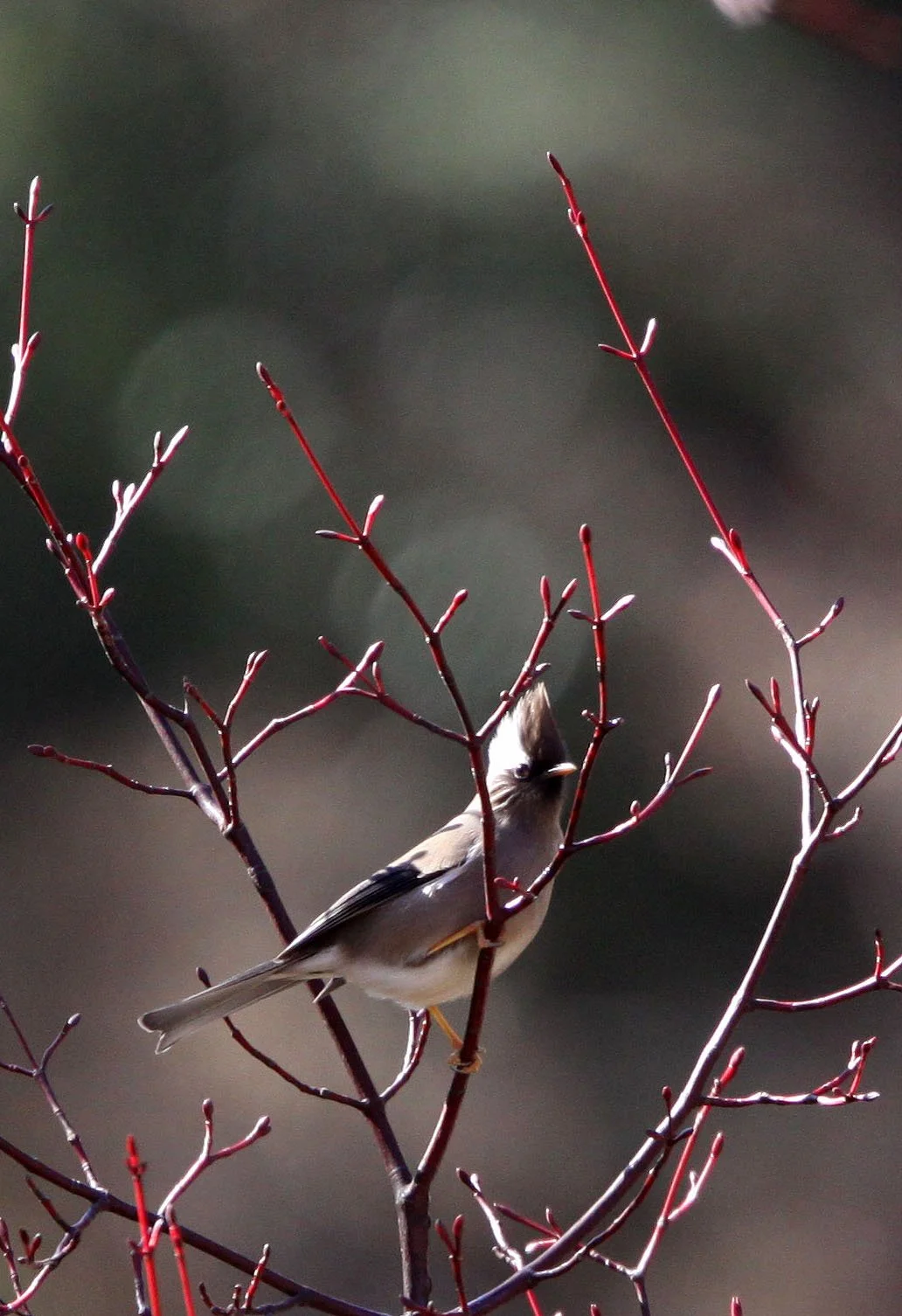 White-collared Yuhina (Parayuhina diademata) Baima Snow Mountain, Yunnan China (4).JPG