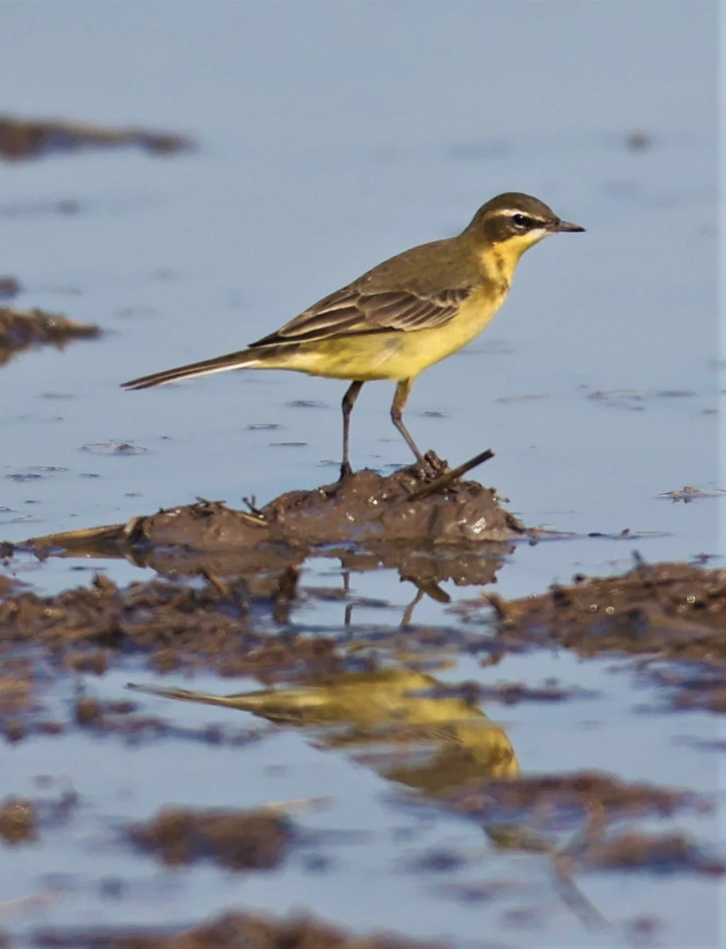 YELLOW WAGTAIL - Motacilla flava - PATHUM THANI RICE RESEARCH CENTER 14 SEPT 2021 (17).jpg