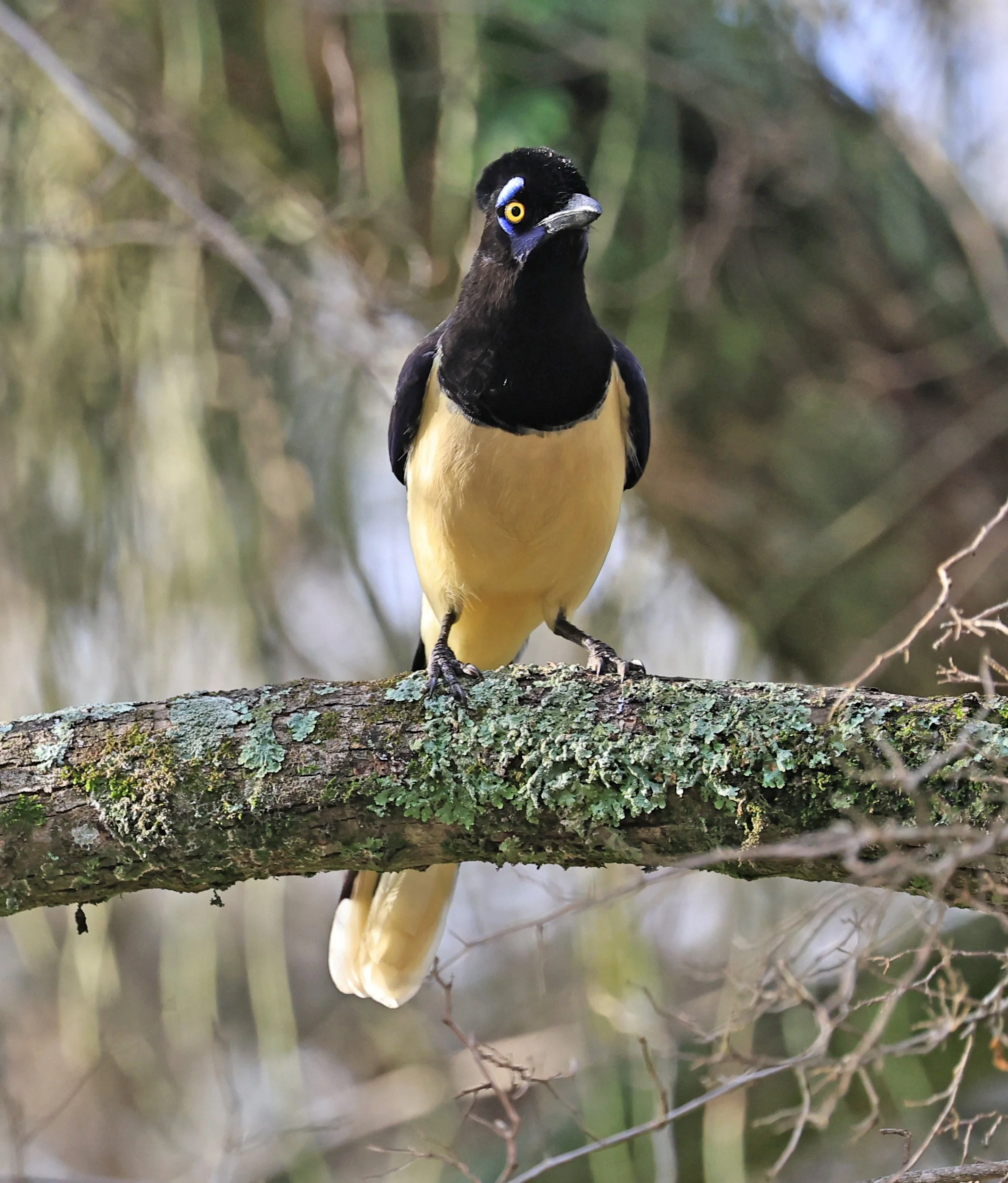 Plush-crested Jay (Cyanocorax chrysops) El Palmar National Park, Entre Rios, Argentina (34).jpg