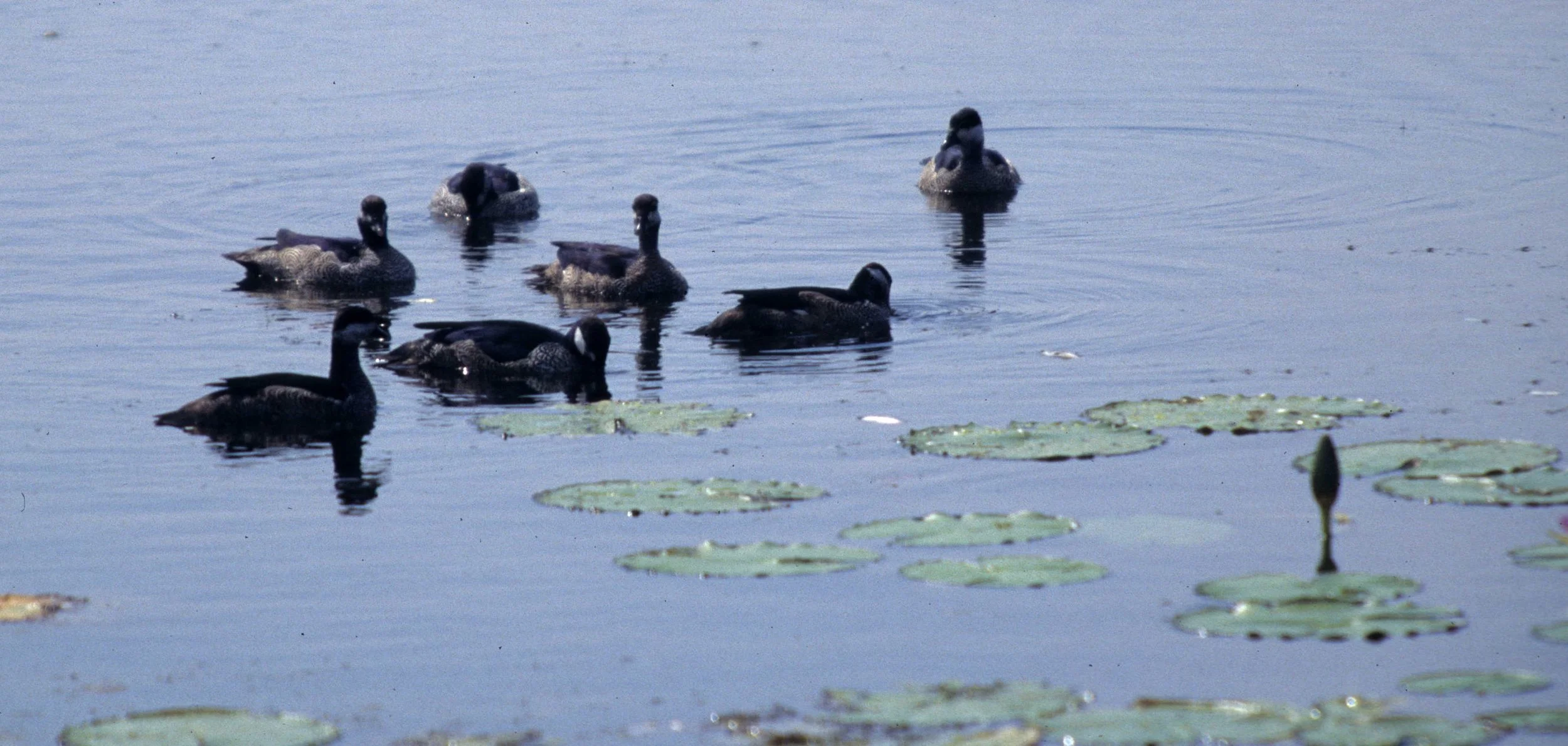BIRD - GOOSE - GREEN PYGMY GEESE - KAKADU NP.jpg