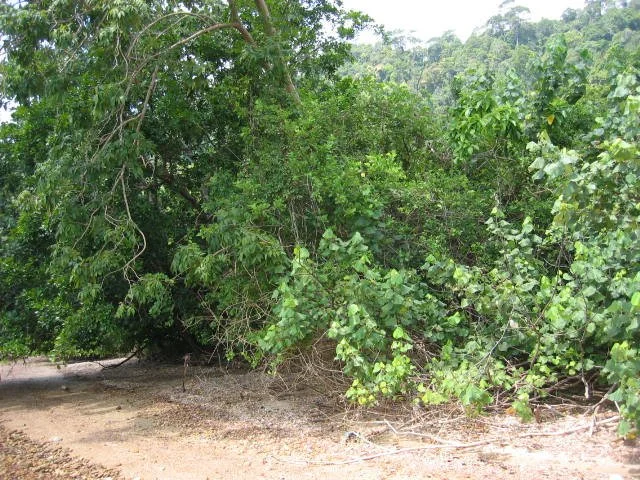 KOH LANTA - PROPERTY - 2005 (77).jpg