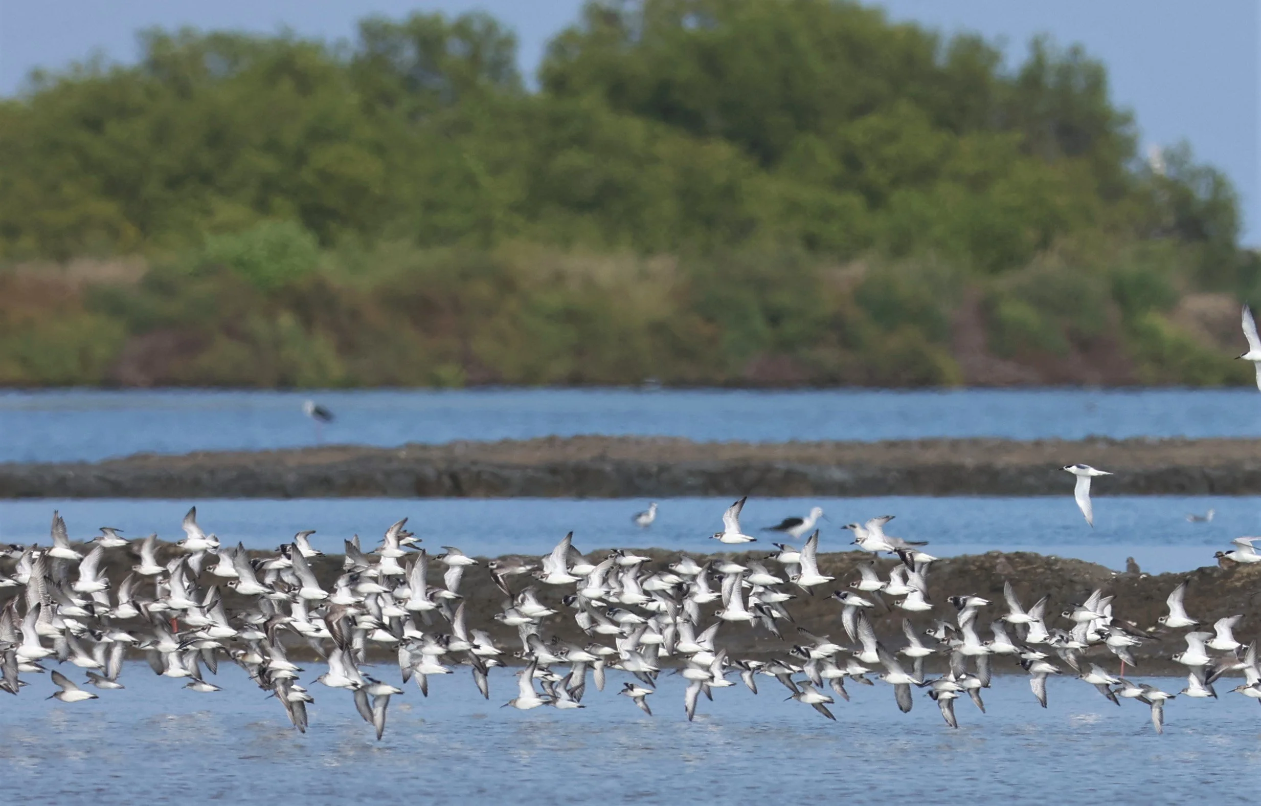 PLOVER - GREATER SAND-PLOVER - Charadrius leschenaultii - LESSER SP, CURLEW, BROADBILL SP PAK THALE OCTOBER 2 (13).jpg