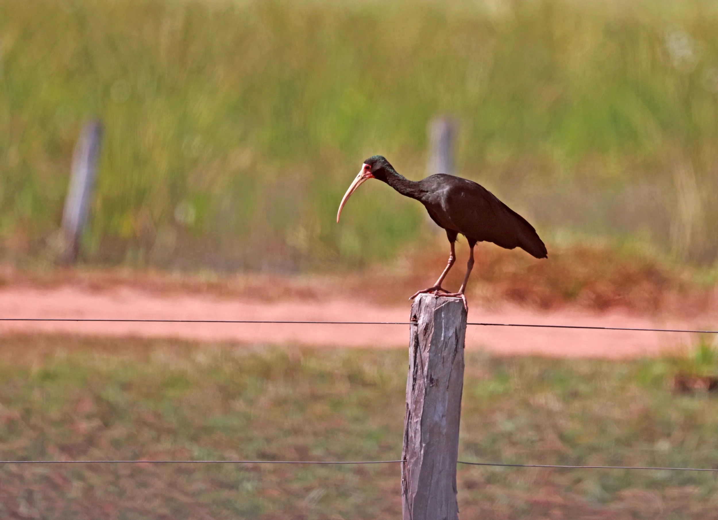 Ibis - Bare-faced Ibis - Phimosus infuscatus - Pousada Aguape, Mato Grosso do Sul (6).jpg
