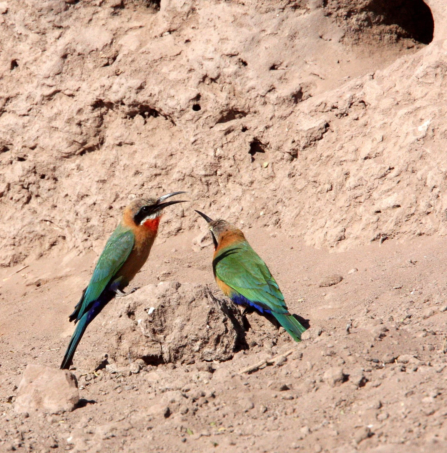 BIRD - BEE-EATER - WHITE-FRONTED BEE-EATER - MEROPS BULLOCKOIDES - CHOBE NATIONAL PARK BOTSWANA (14).JPG
