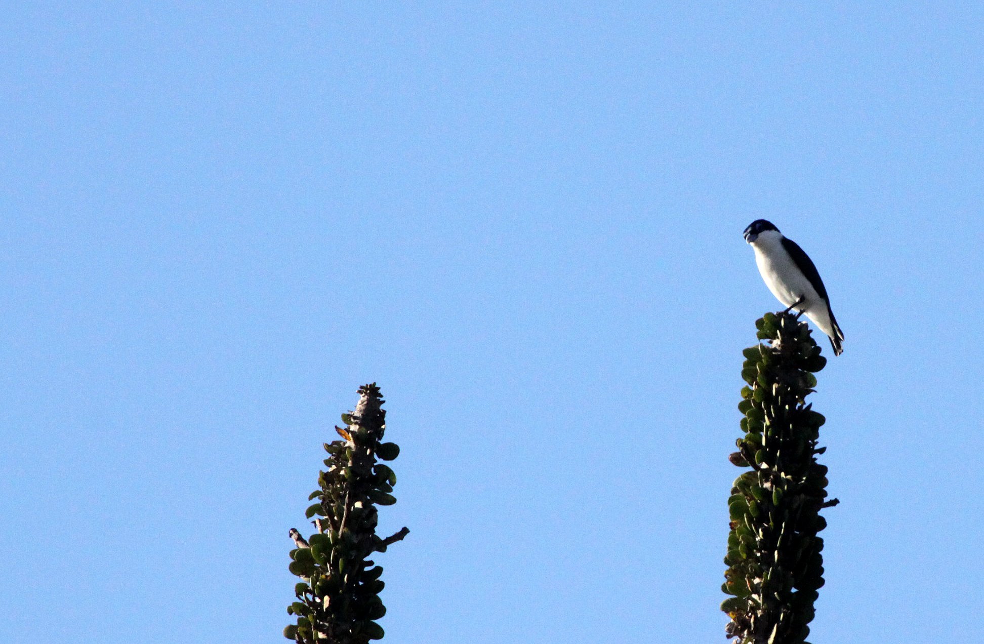 Leptopterus chabert - Chabert Vanga - Berenty Reserve, Madagascar
