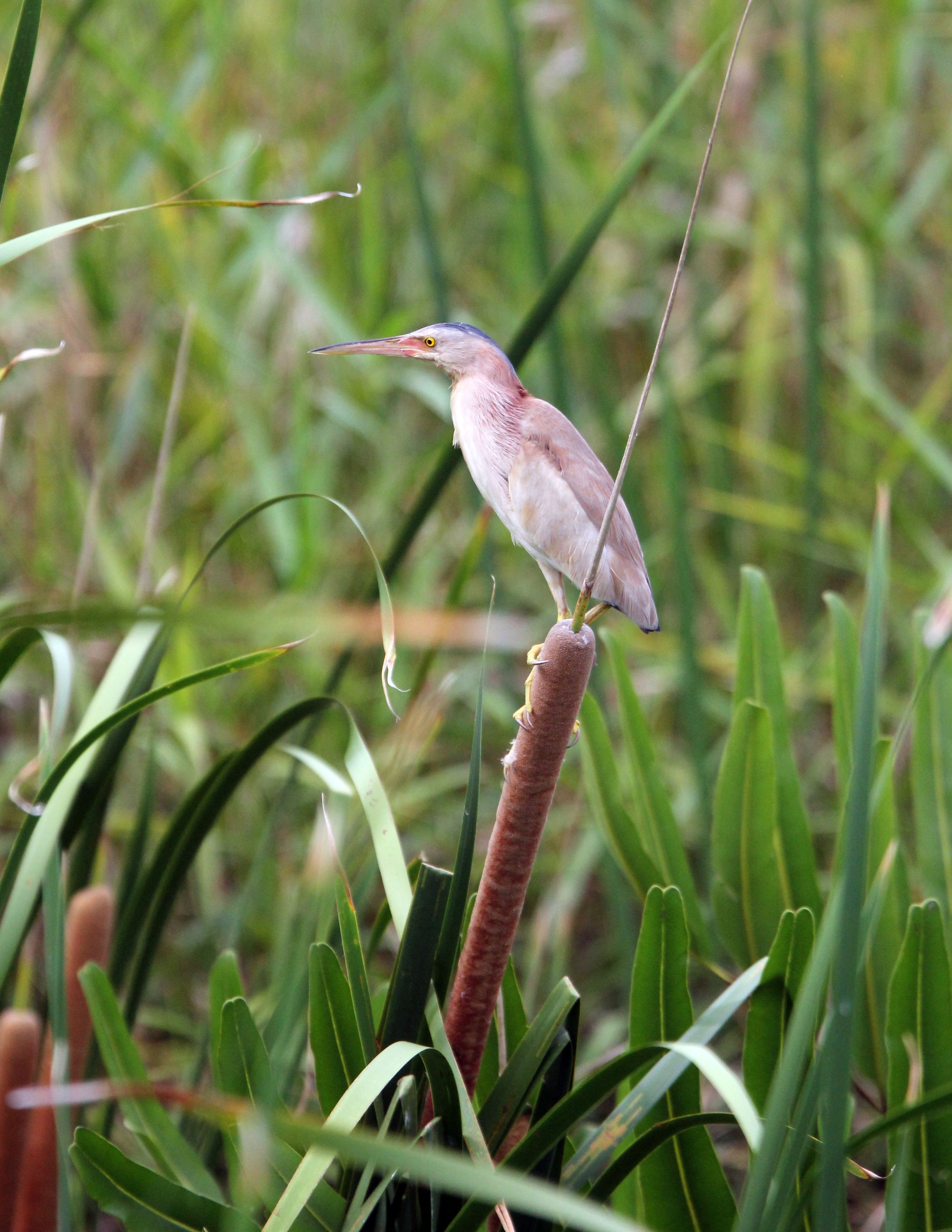 BITTERN - YELLOW BITTERN - Ixobrychus sinensis - KAO SAM ROI YOD NATIONAL PARK THAILAND (18).JPG