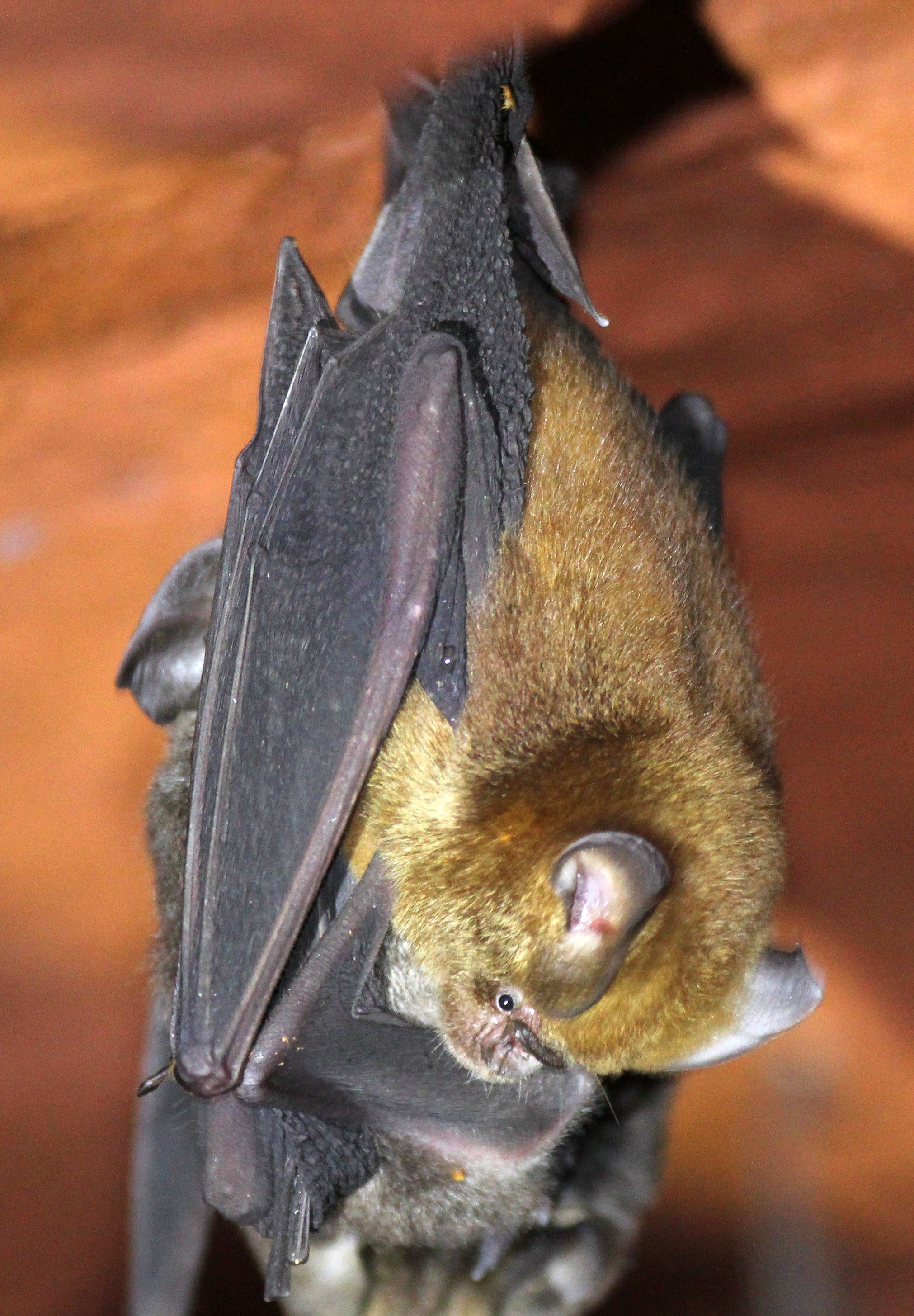 Hipposideros ruber - Noack's Roundleaf Bat — Coke Smith Wildlife