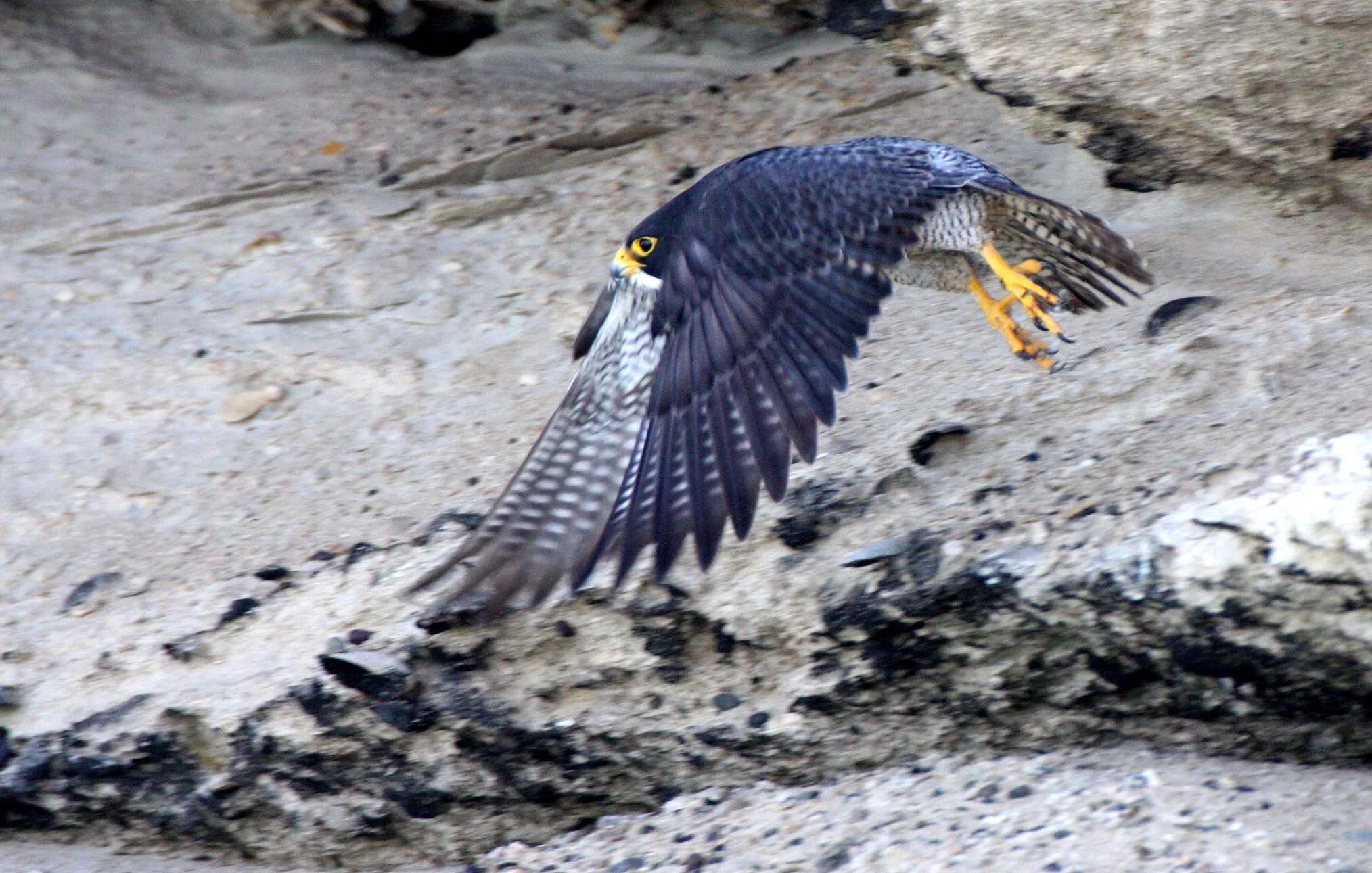 Falco peregrinus anatum - AMERICAN PEREGRINE FALCON - SAN IGNACIO LAGOON BAJA MEXICO (40).JPG