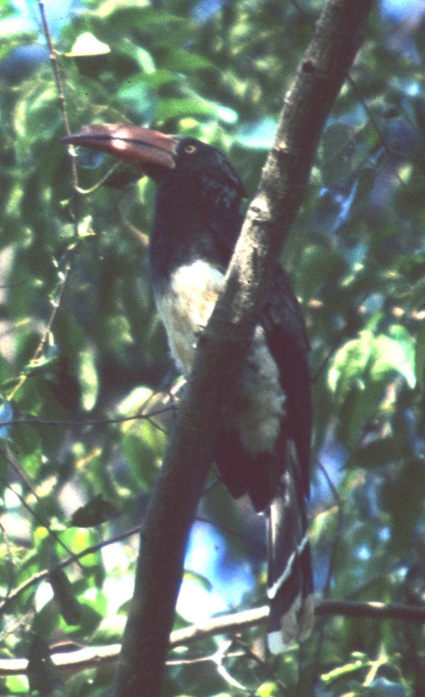 BIRDS - HORNBILL - CROWNED - UGANDA a.jpg