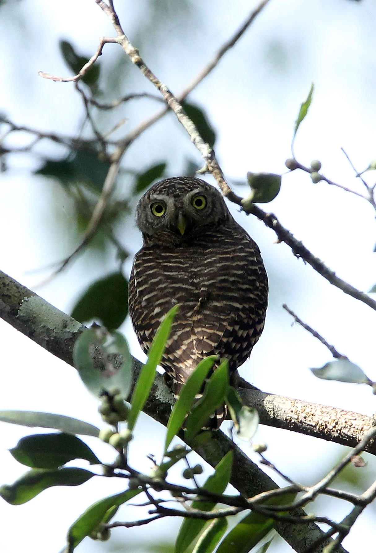 Glaucidium cuculoides - ASIAN BARRED OWLET - HUAI KHA KHAENG NATURE RESERVE THAILAND (26).JPG