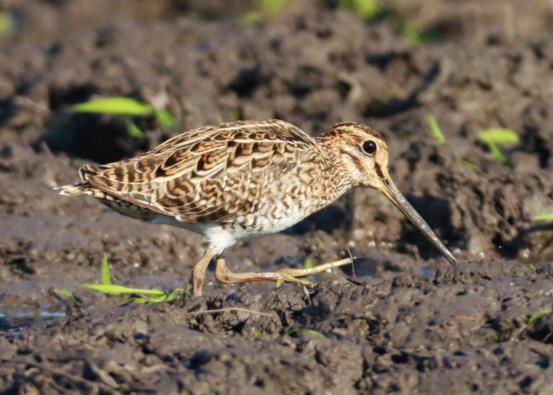 SNIPE - PINTAIL SNIPE - Gallinago stenura - PATHUM THANI RICE RESEARCH CENTER AUGUST 24 2021 (181).jpg