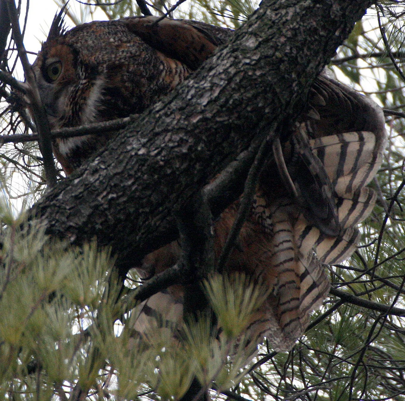 Bubo virginianus - GREAT-HORNED OWL - GENEVA COURTHOUSE ILLINOIS (47).JPG