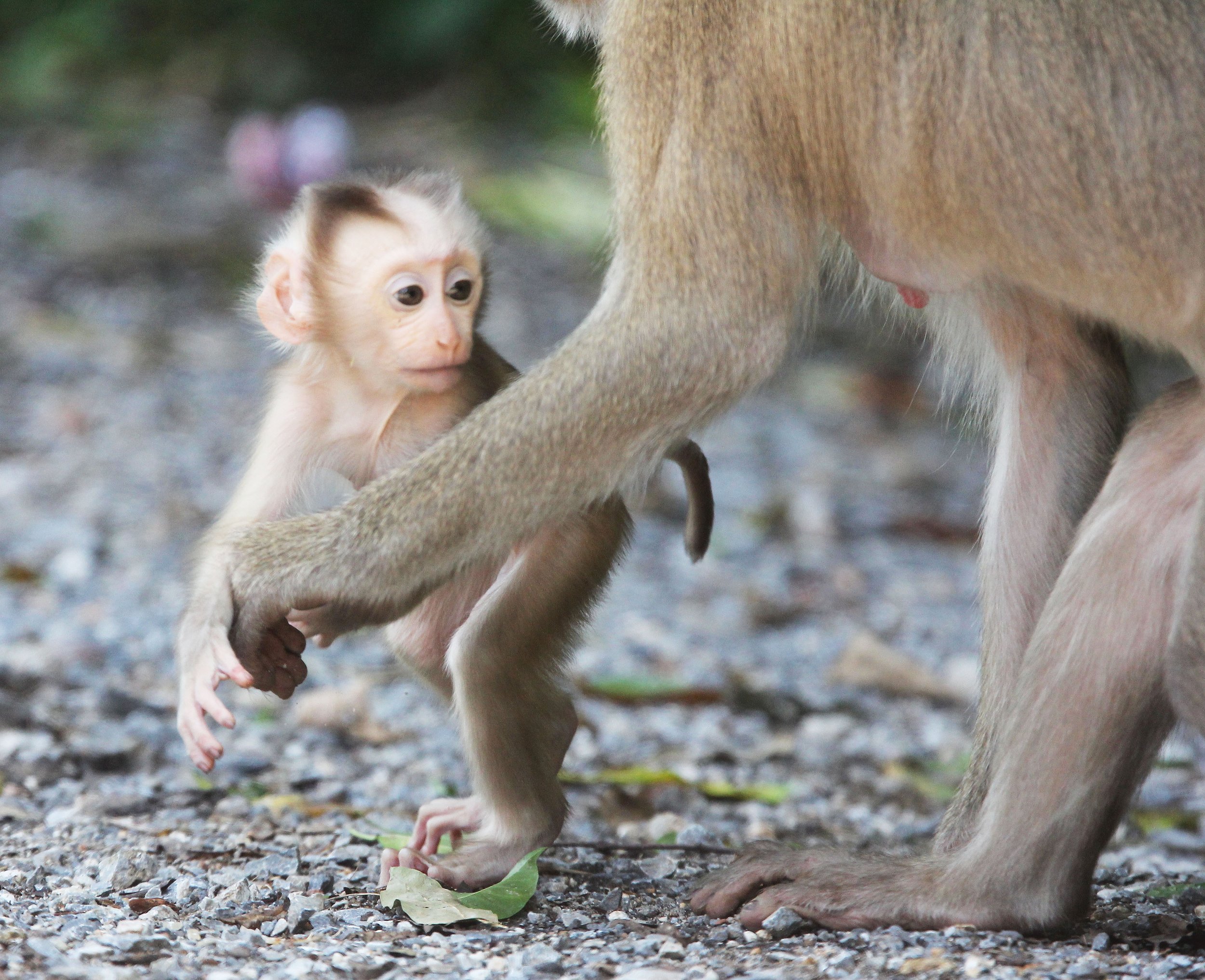 CERCOPITHECIDAE - Macaca leonina - NORTHERN PIG-TAILED MACAQUE - KHAO YAI NATIONAL PARK THAILAND (85).JPG