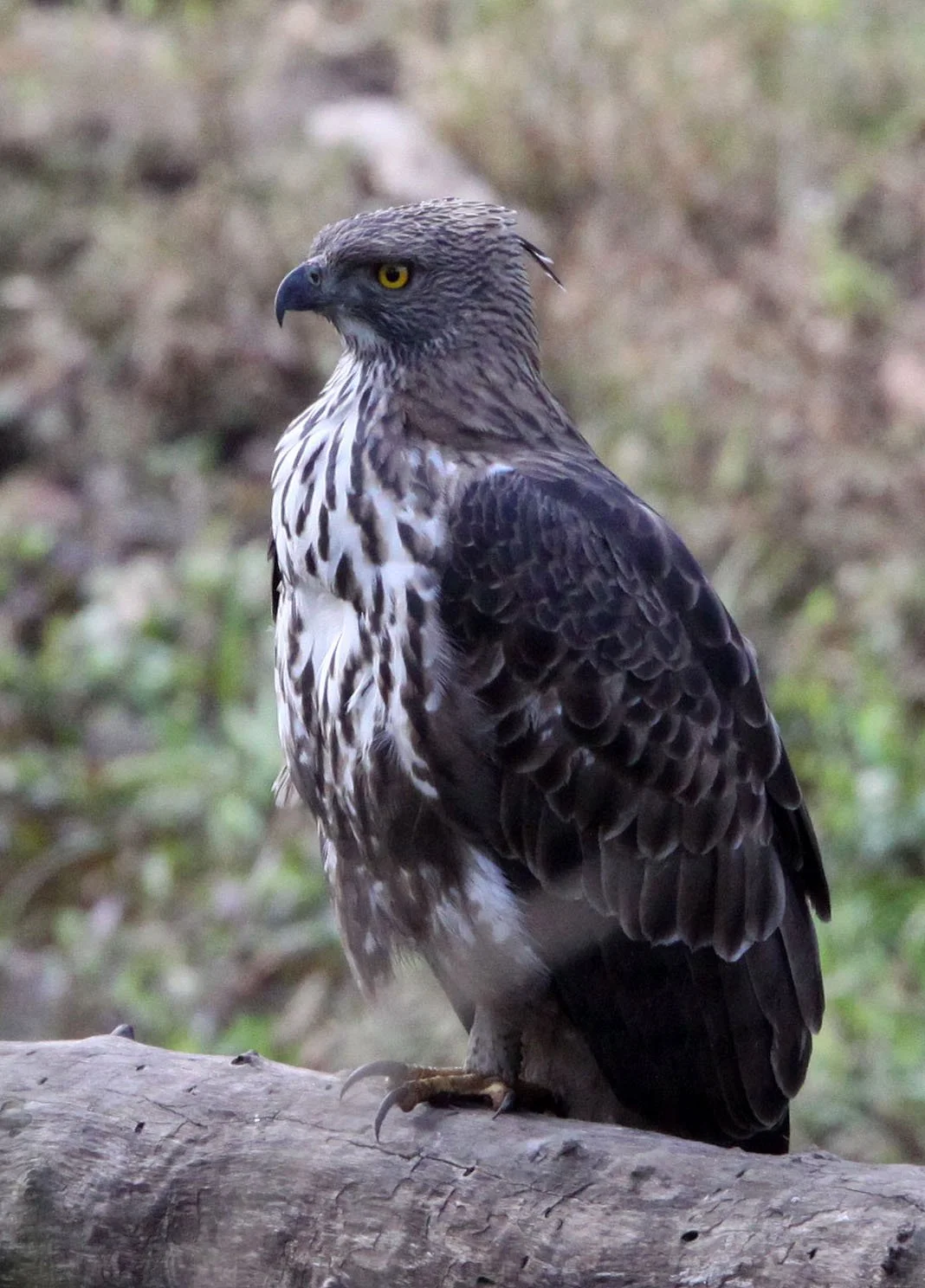Nisaetus cirrhatus cirrhatus - INDIAN CHANGEABLE HAWK EAGLE - BANDHAVGAR NATIONAL PARK INDIA (41).JPG