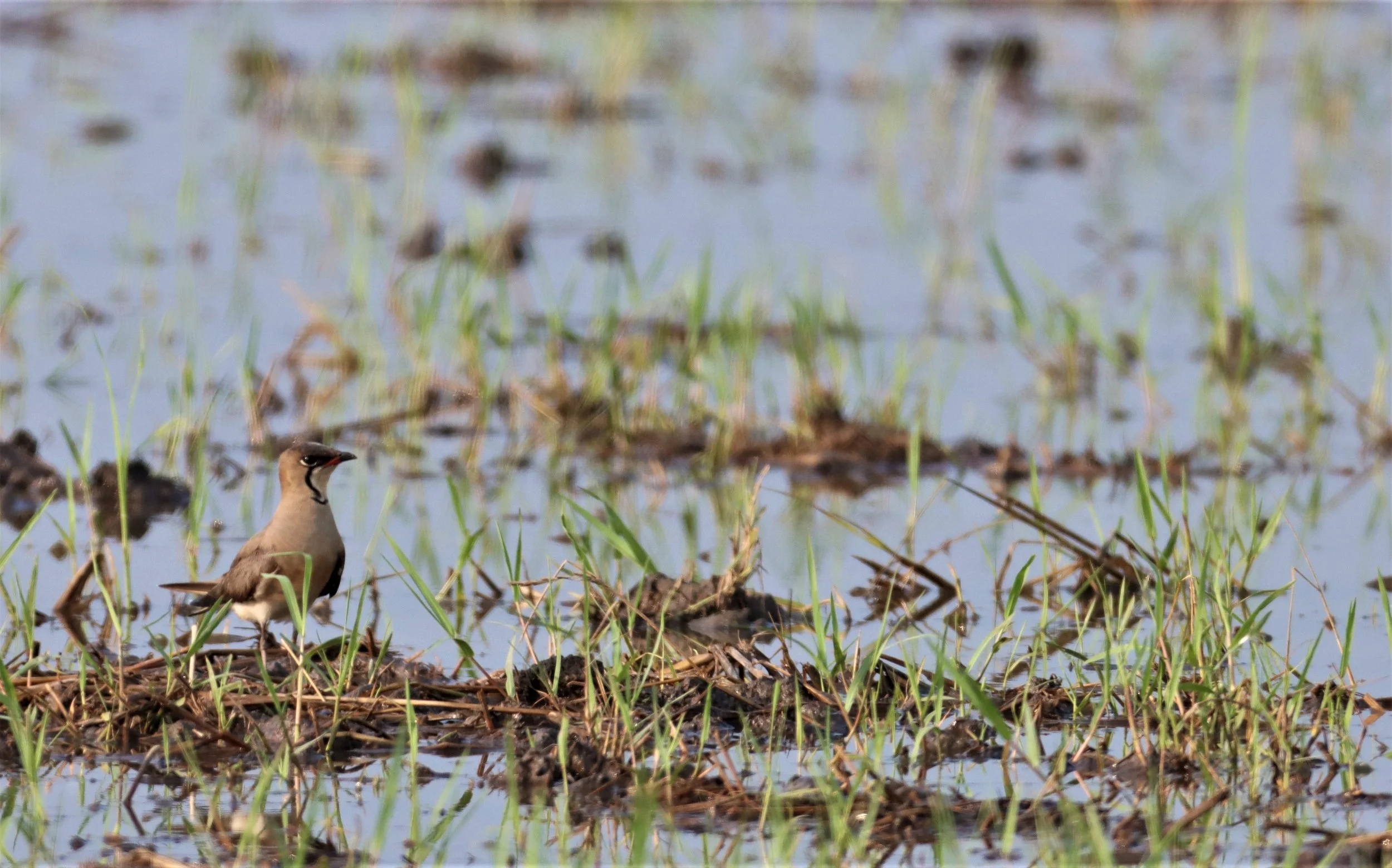 PRATINCOLE - ORIENTAL PRATINCOLE - Glaveola maldivarum -  PATHUM THANI RICE RESEARCH CTR.jpg