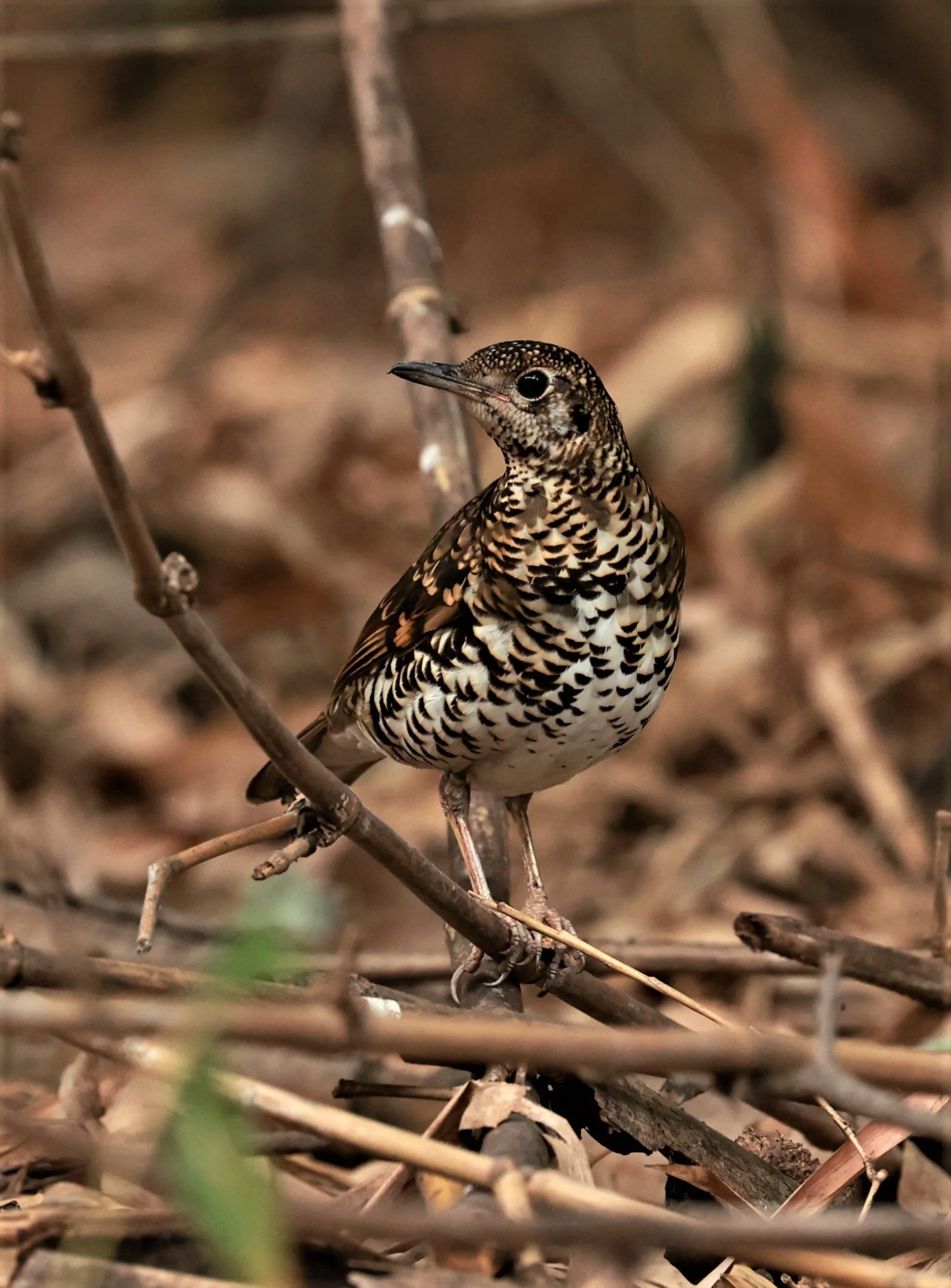 White's Thrush (Zoothera aurea) Putthamonthon Park Nakhon Pathom Thailand (55).jpg
