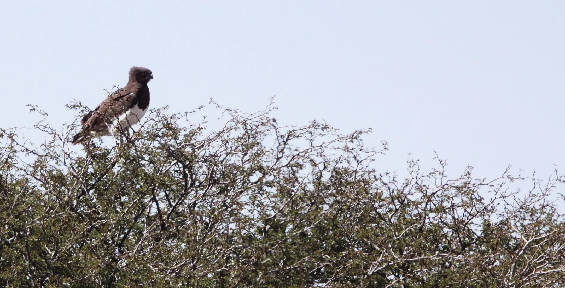 Polemaetus bellicosus - MARTIAL EAGLE - KGALAGADI NATIONAL PARK SOUTH AFRICA (13).JPG