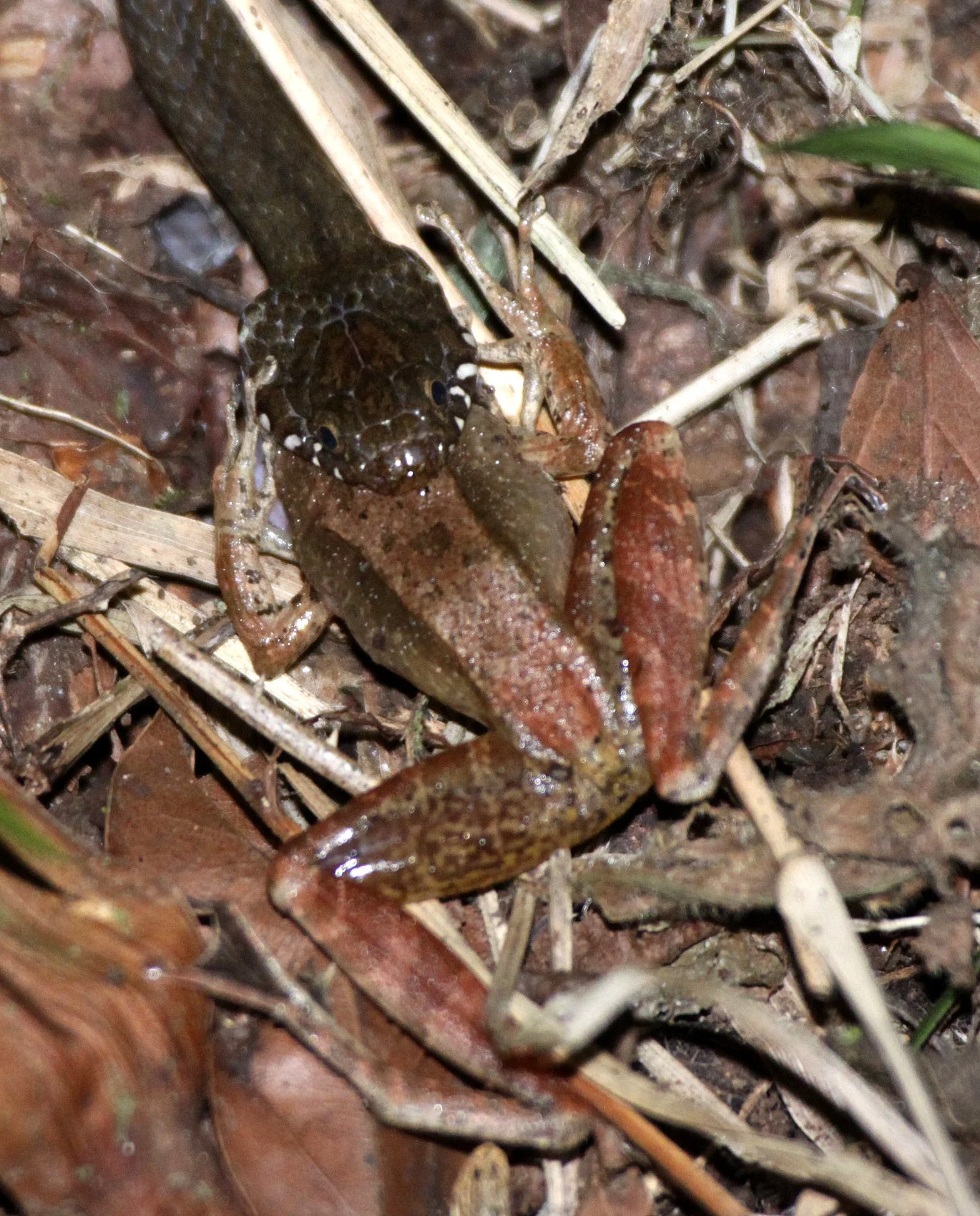 Compsophis albiventris - MADAGASCAR BIG-HEAD SNAKE - EATING A FROG DEATH SCENE - MONTAGNE D'AMBRE NATIONAL PARK MADAGASCAR (3).JPG