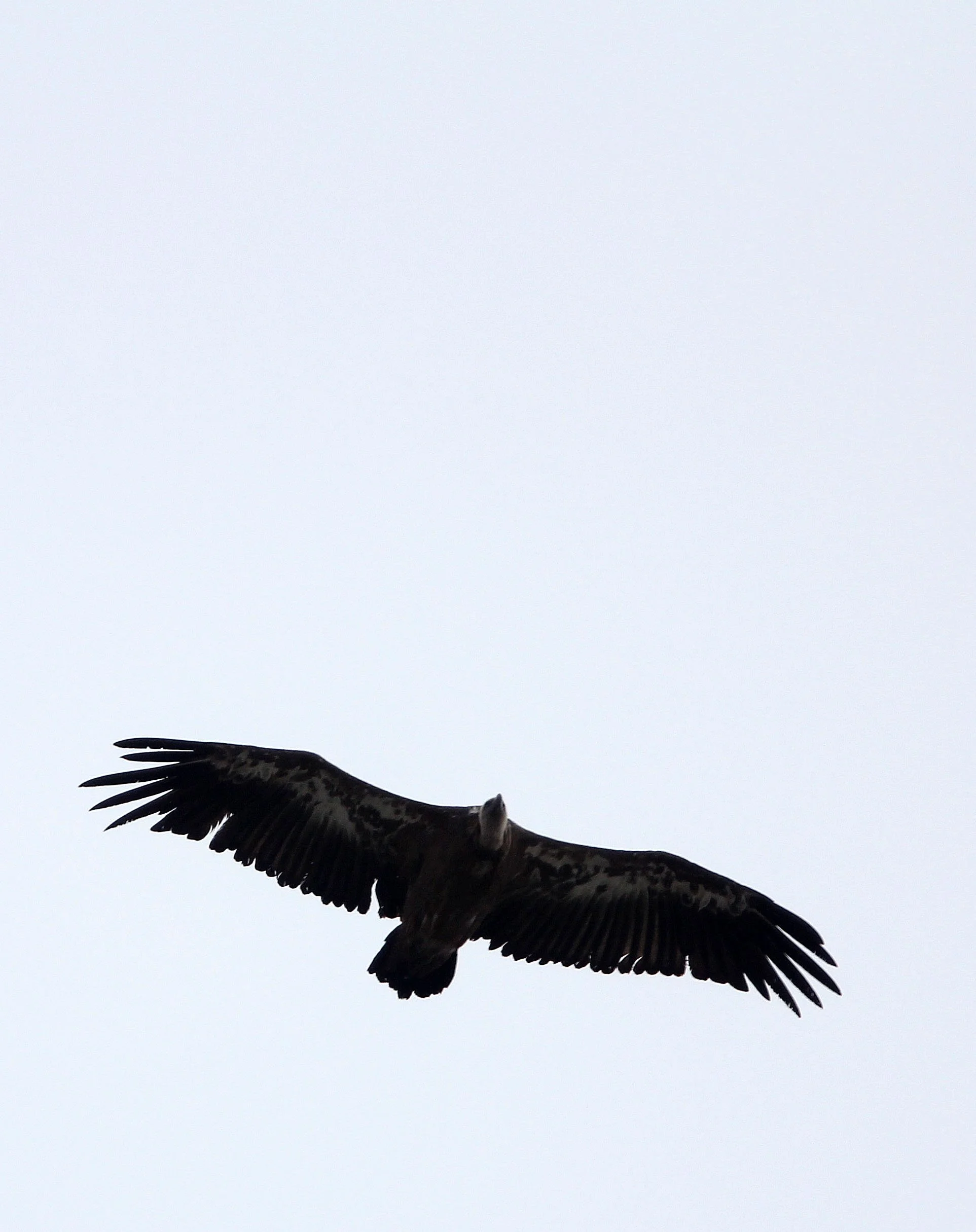Gyps fulvus - GRIFFON (EUROPEAN GRIFFON) VULTURE - SIERRA NEVADA NATIONAL PARK SPAIN (2).JPG