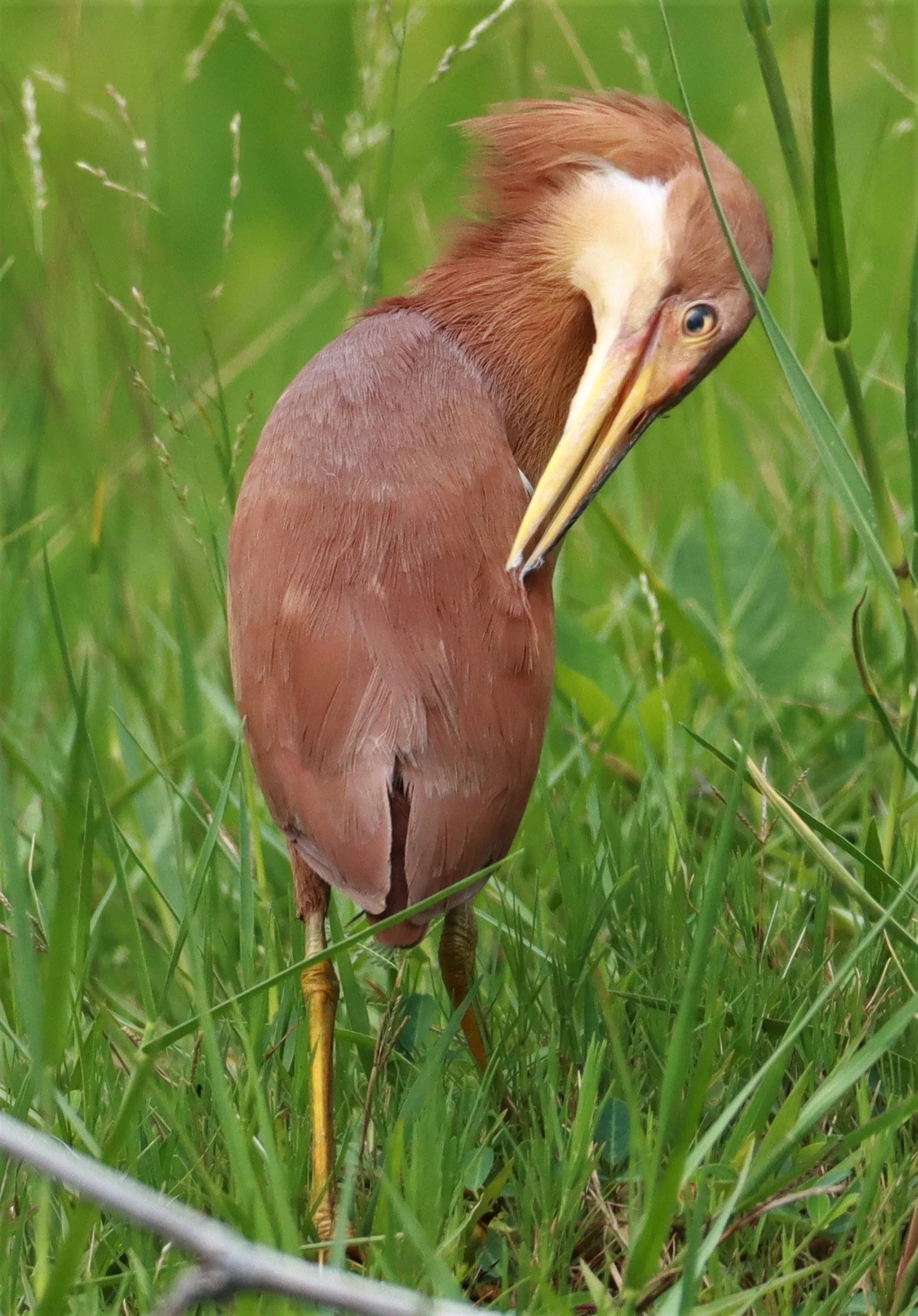 BITTERN - CINNAMON BITTERN (CHESTNUT BITTERN) - Ixobrychus cinnamomeus - BURIRAM HUAI CHORAKHE MAK (3).jpg