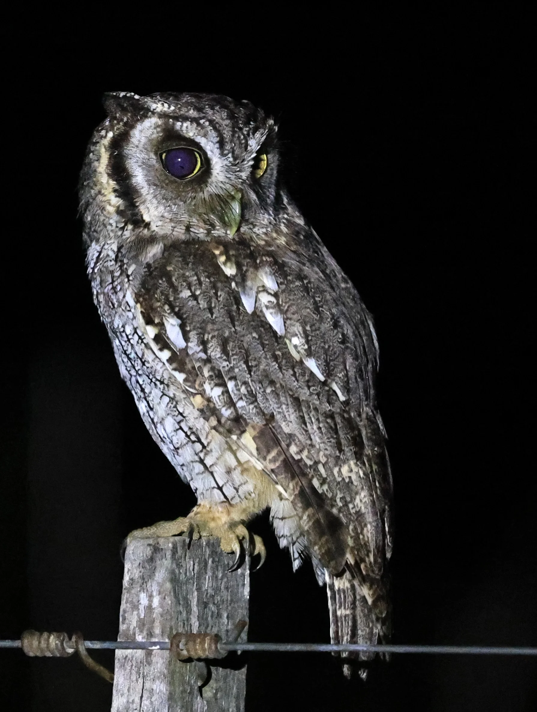 Tropical Screech-Owl (Megascops choliba) Hotel Campestre Iparoma Paraguay (33).jpg