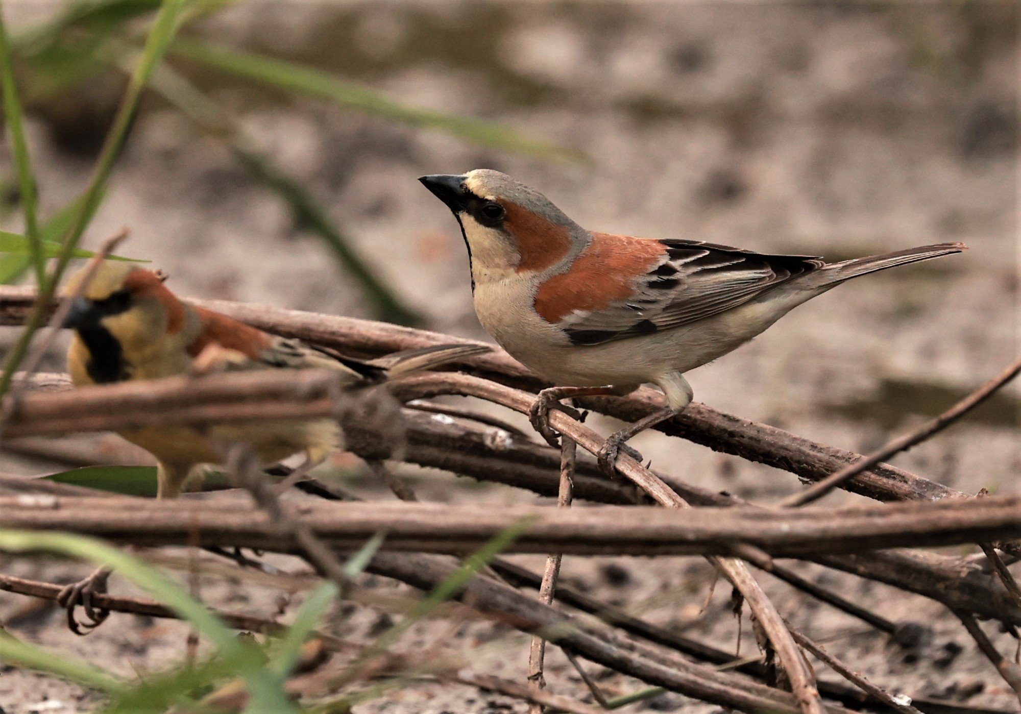 Plain-backed Sparrow (Passer flaveolus) Pathum Thani Rice Research Center (12).jpg