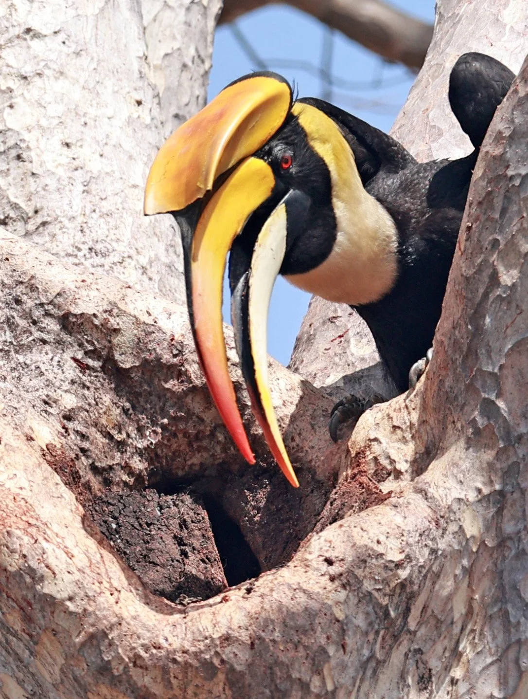 Great hornbill (Buceros bicornis) Pak Chong Mu Si Municipality Feb 2026 (41).jpg