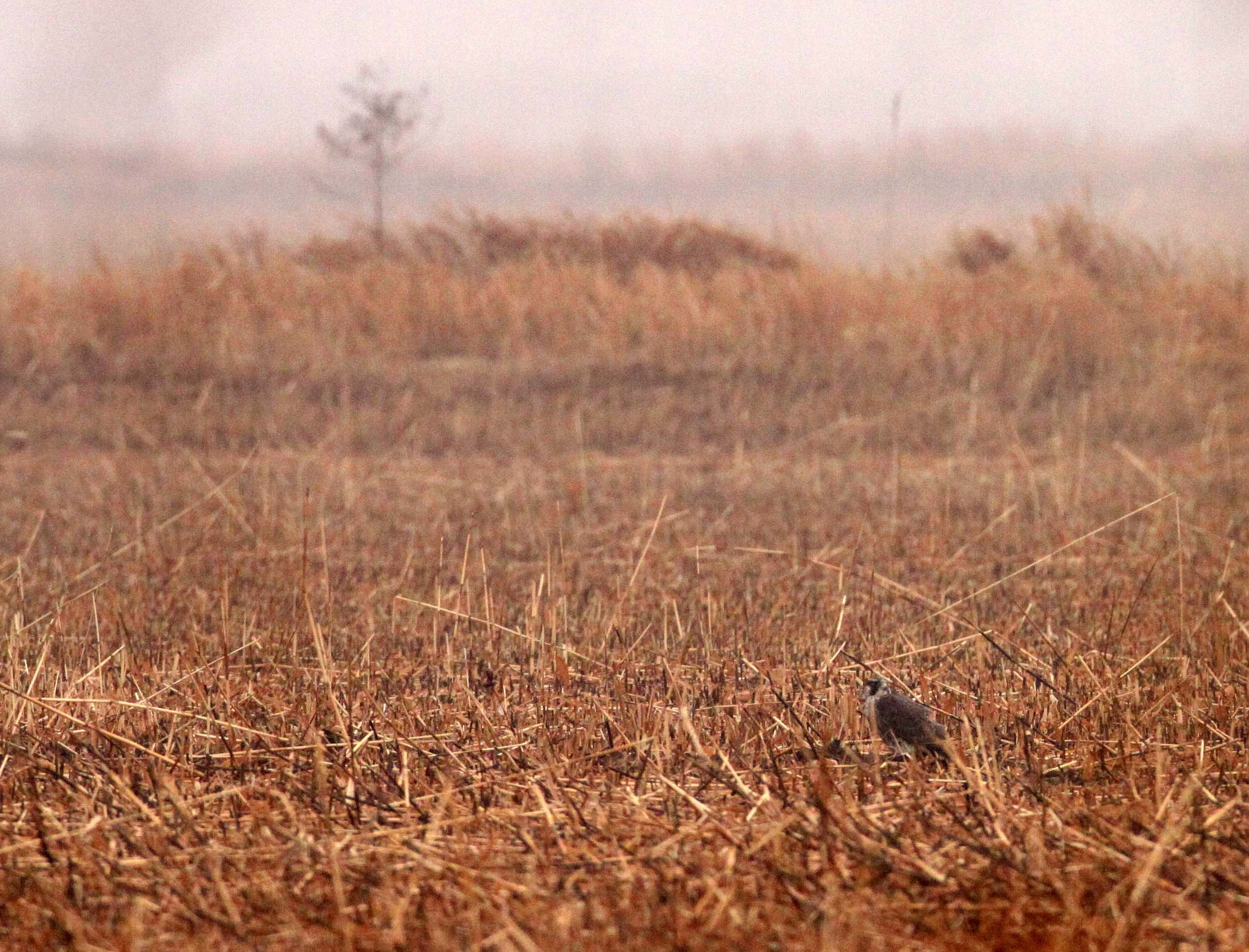 Falco peregrinus japanensis - JAPANESE PEREGRINE FALCON - YANCHENG CHINA.JPG