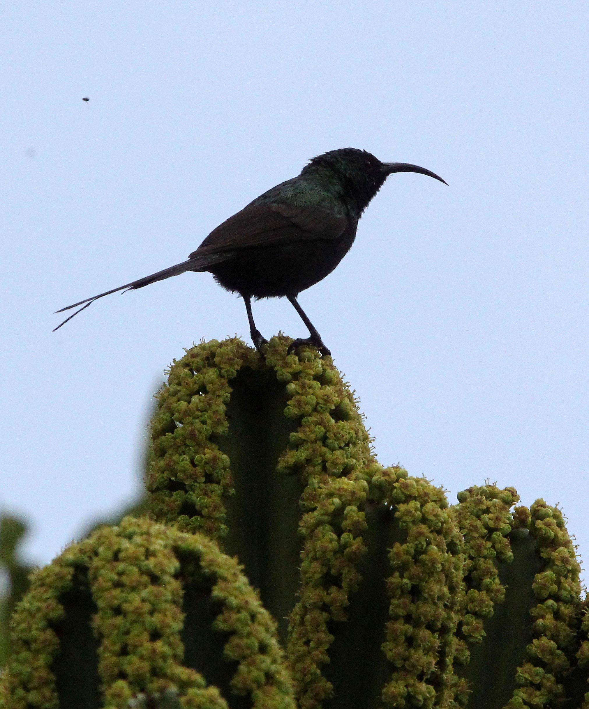 BIRD - SUNBIRD - BRONZE SUNBIRD - NECTARINIA KILIMENSIS - RUHENGERI RWANDA (10).JPG