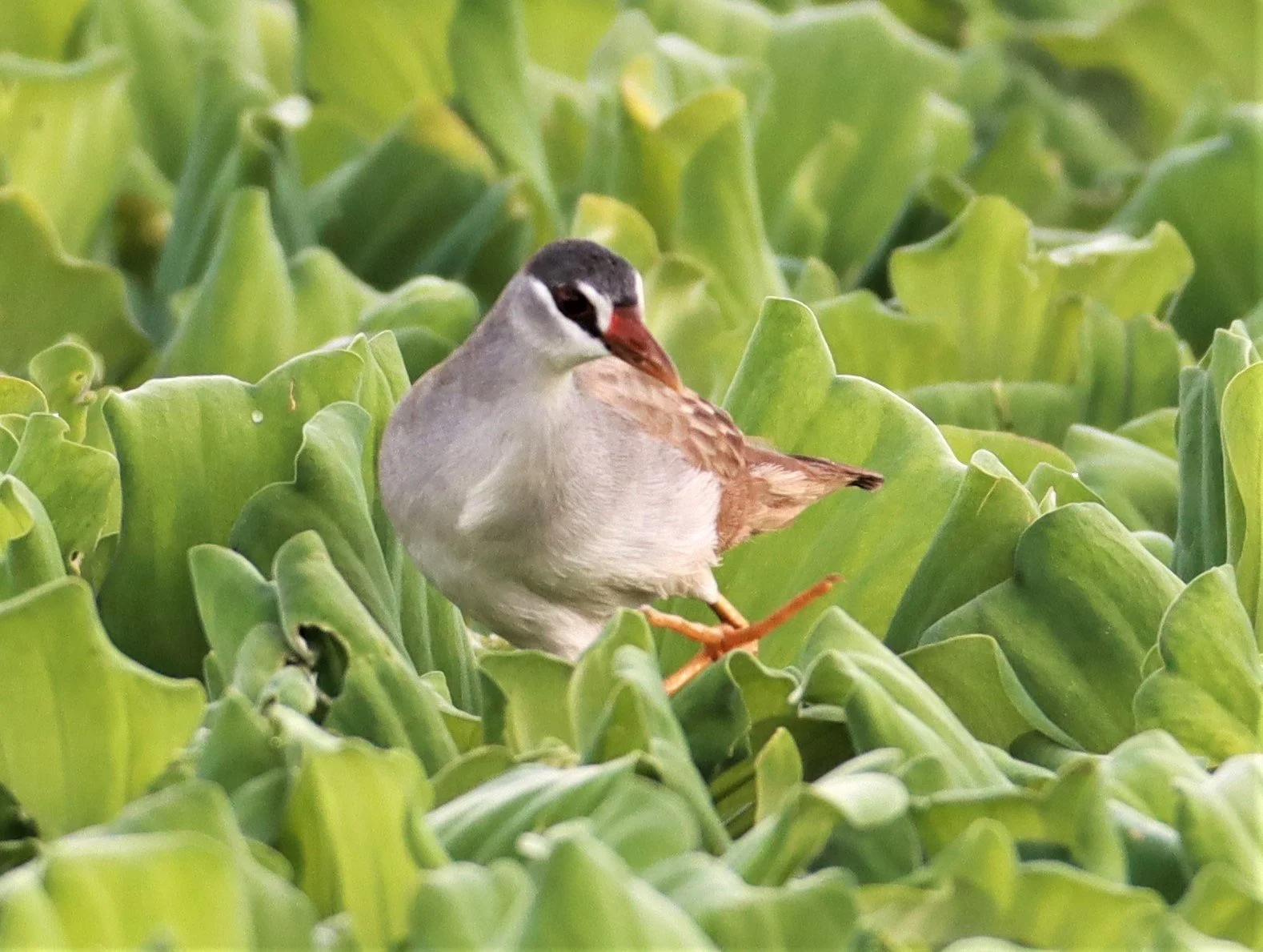 White-browed Crake (Porzana cinerea) Khon Kaen Sewage Treatment Plant (14).jpg