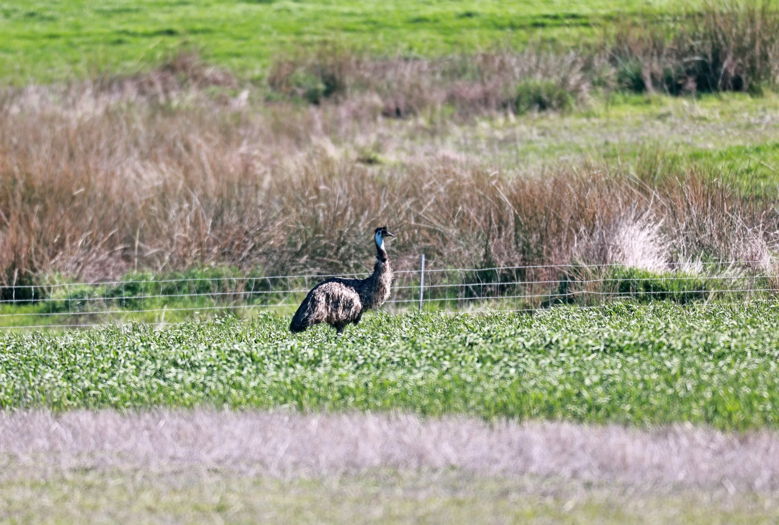 Emu (Dromaius novaehollandiae) Stirling Range NP - Western Australia (51).jpg