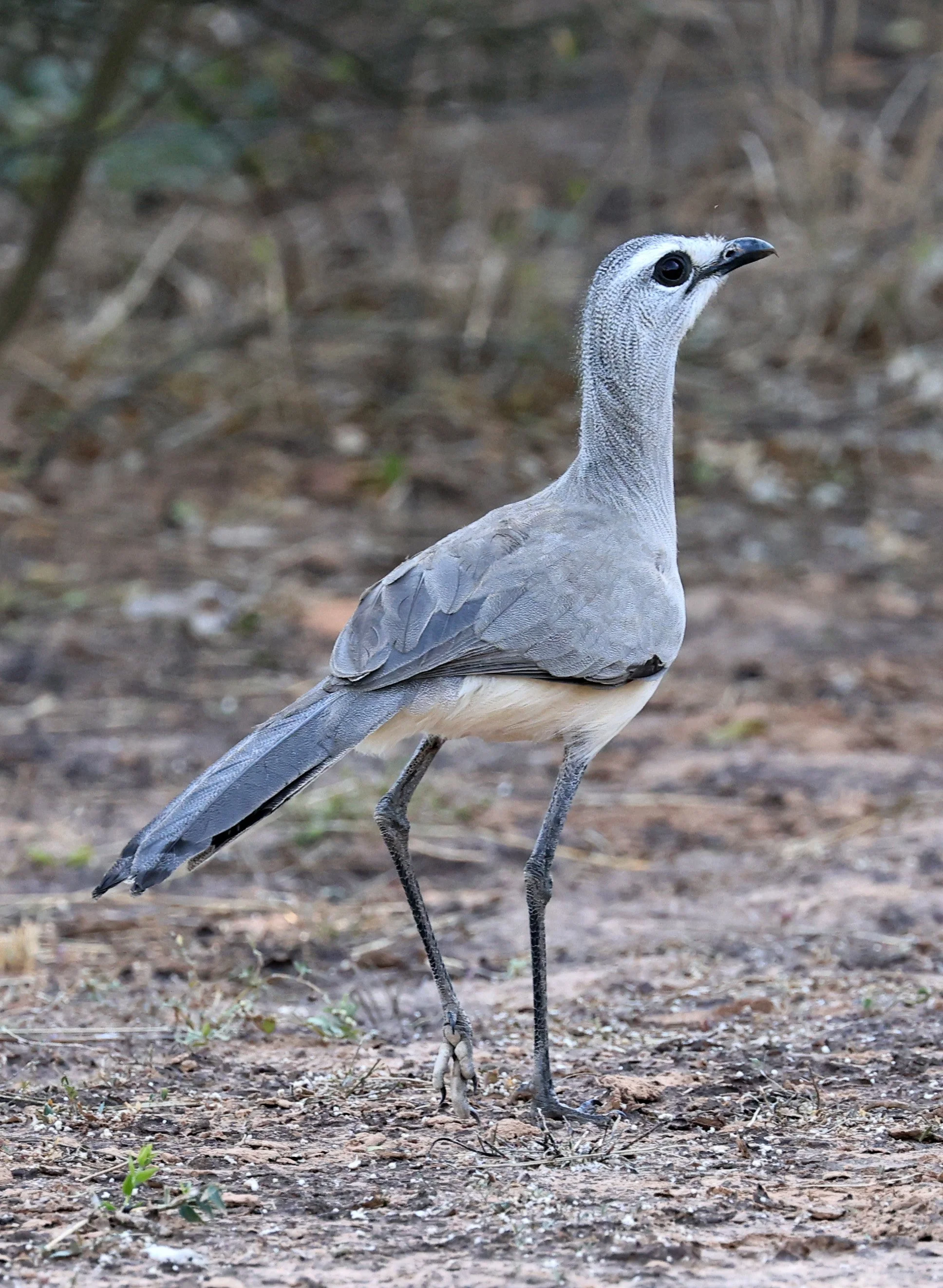 Black-legged Seriema (Chunga burmeisteri) Parque Nacional Teniente Agripino Enciso (15).jpg