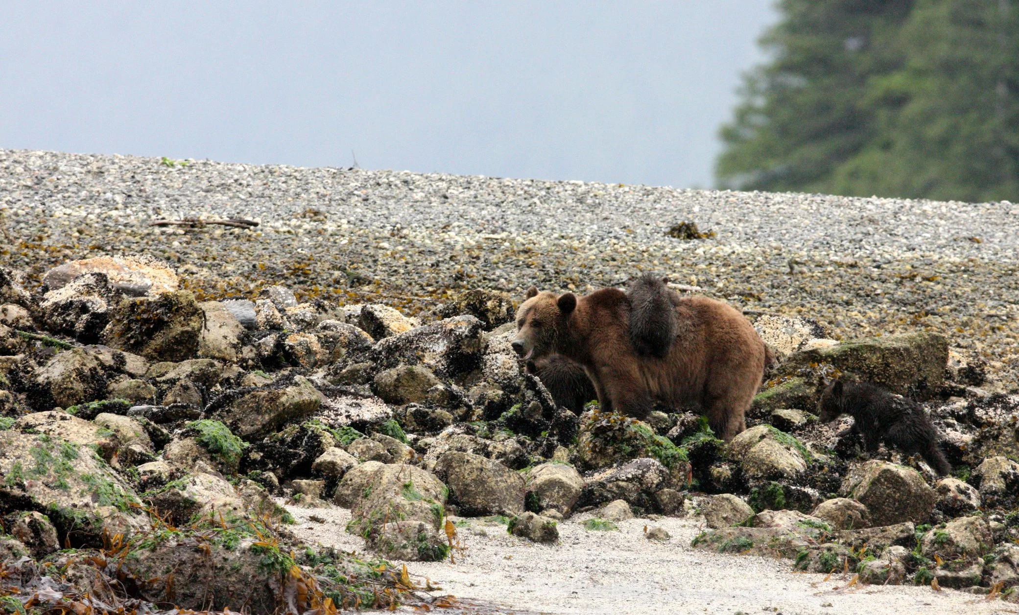 Ursus arctos stikeenensis - STICKEEN'S GRIZZLY BEAR - MOM AND HER FIRST YEAR CUBS - KNIGHT'S INLET BRITISH COLUMBIA (339).JPG