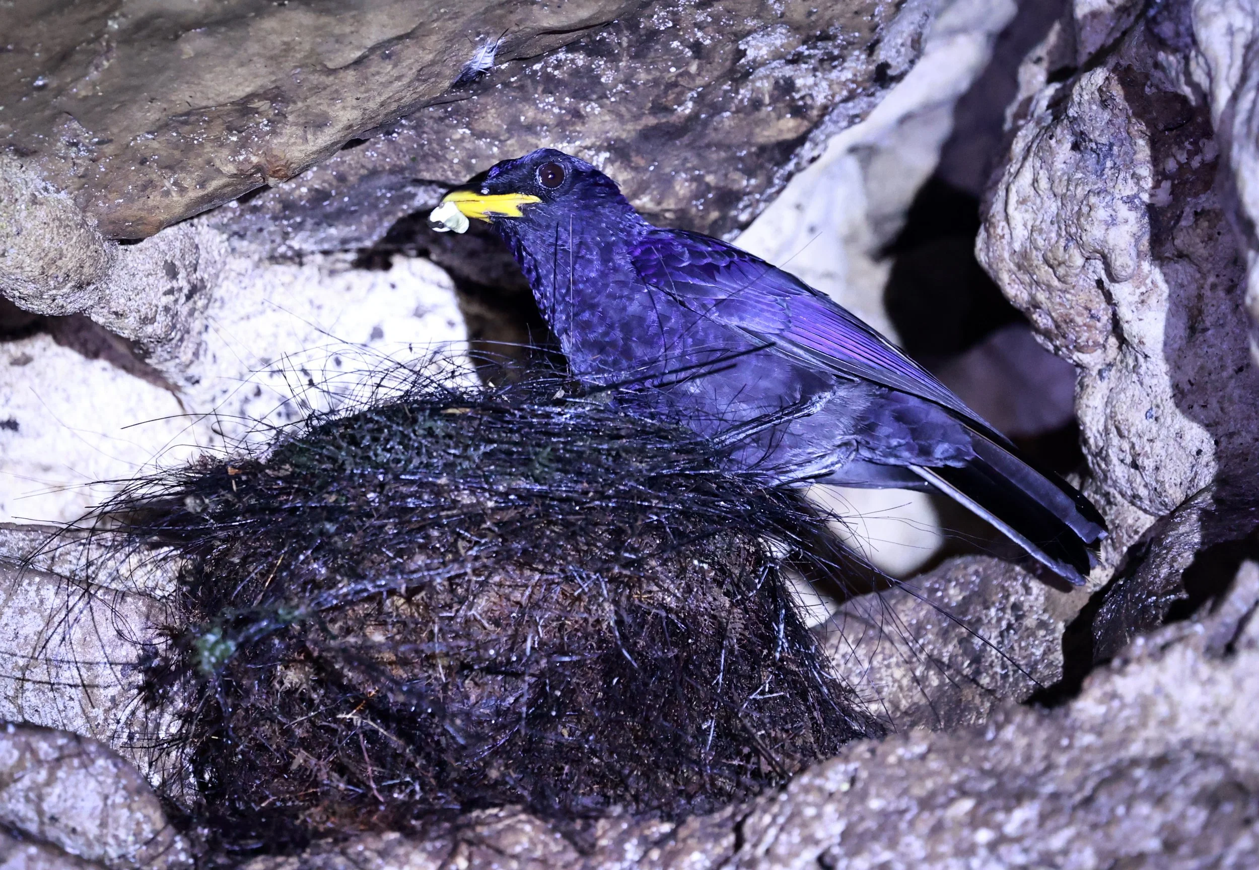 Blue Whistling-Thrush (Myophonus caeruleus) Bukit Lawang Gunung Leuser NP Sumatra Indonesia (14).jpg