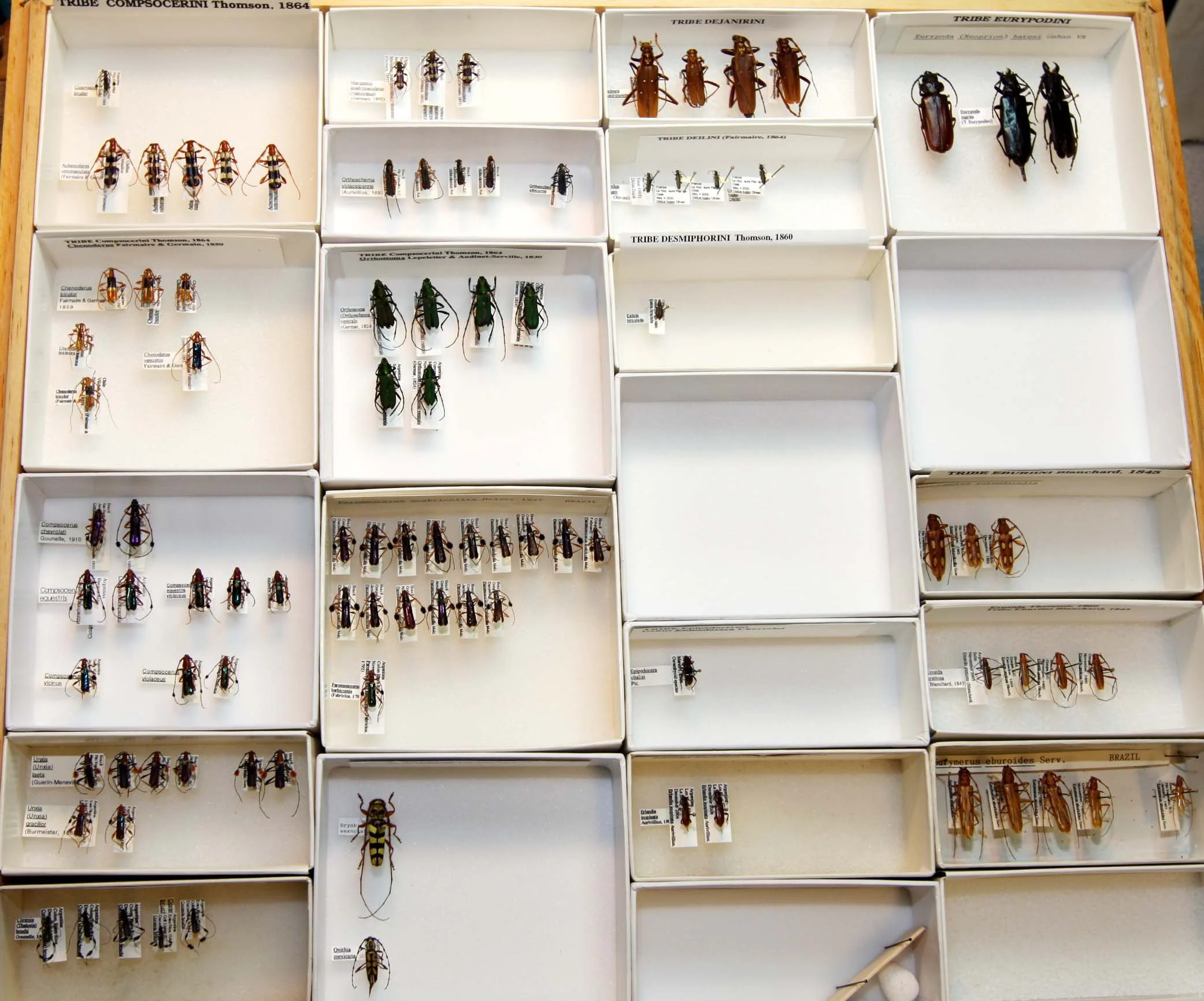 15 Cerambycinae - Compsocerini - Eburini.JPG