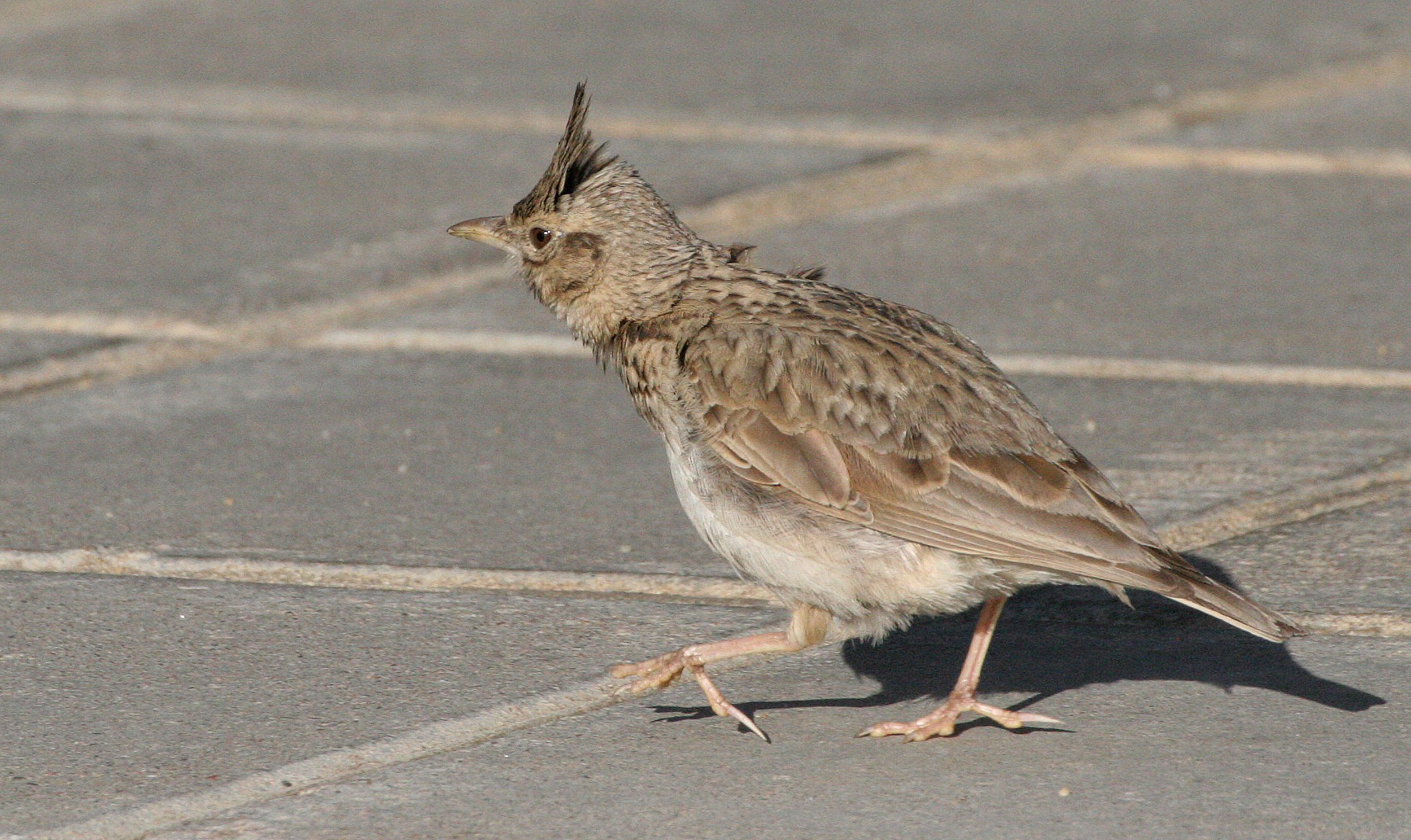 Skylark (Alauda arvensis) Inari Finland (7).jpg