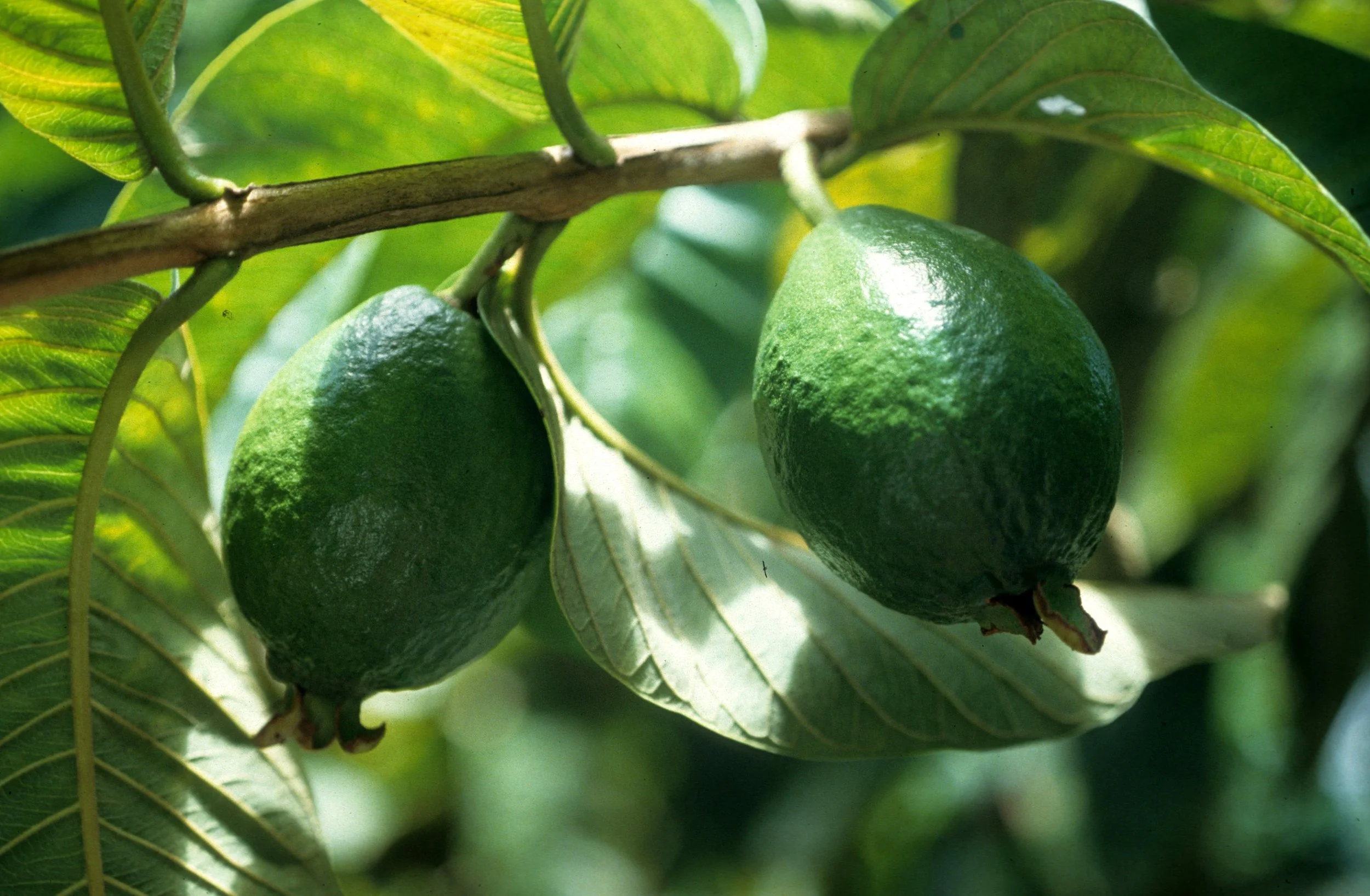 HAWAII - HAWAII - GUAVA - PSIDIUM SPECIES.jpg