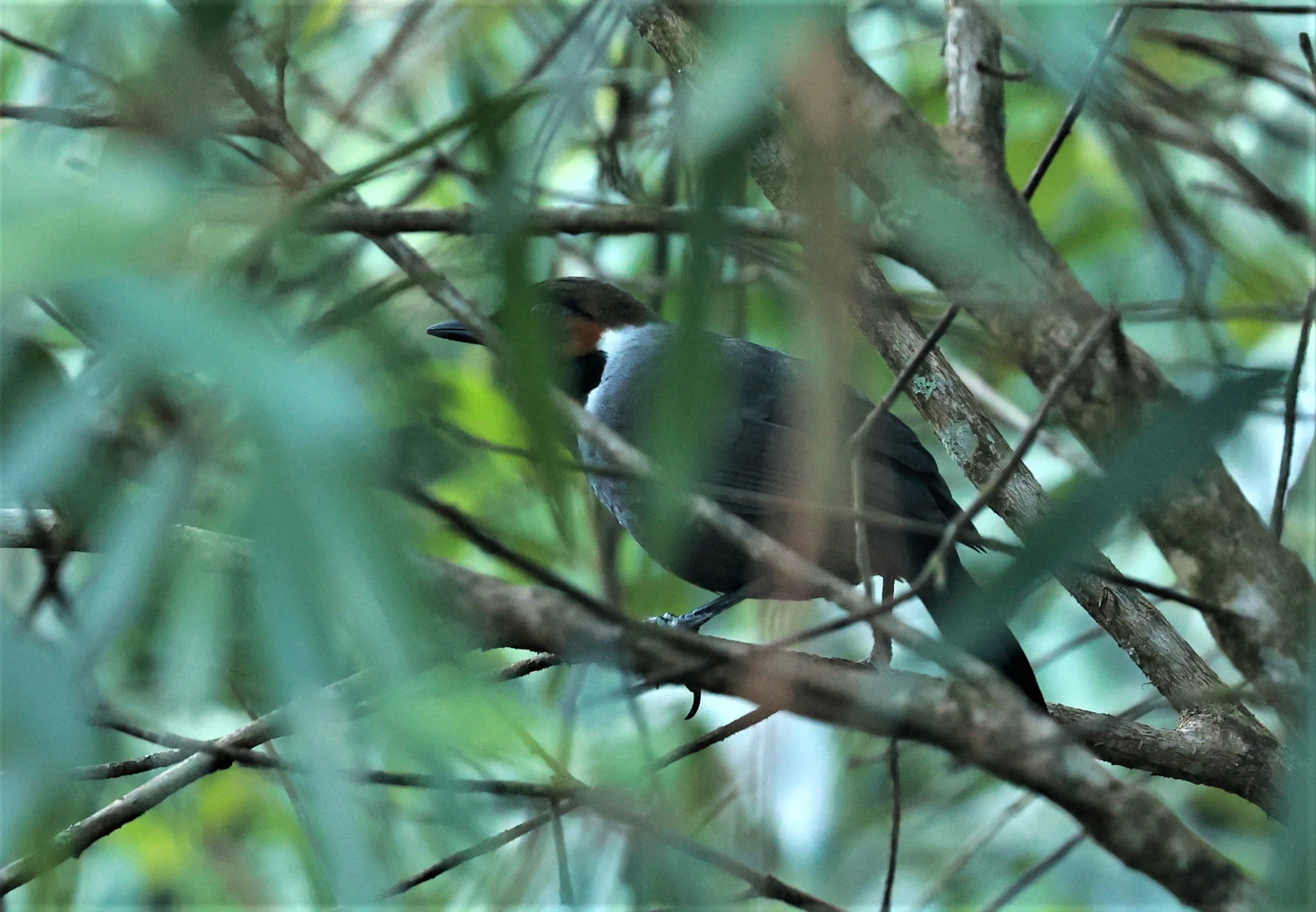 LAUGHINGTHRUSH - WHITE-NECKED LAUGHINGTHRUSH - Garrulax strepitans - Phu Luang Wildlife Reserve Loei Province (8).jpg