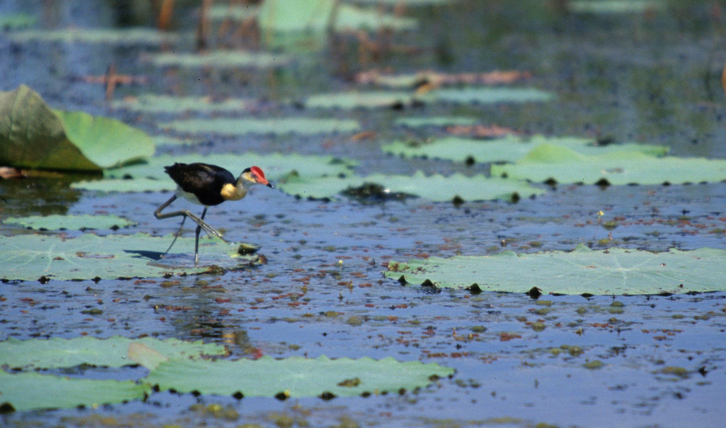 BIRD - JACANA - COMB-CRESTED JACANA - KAKADU NP.jpg