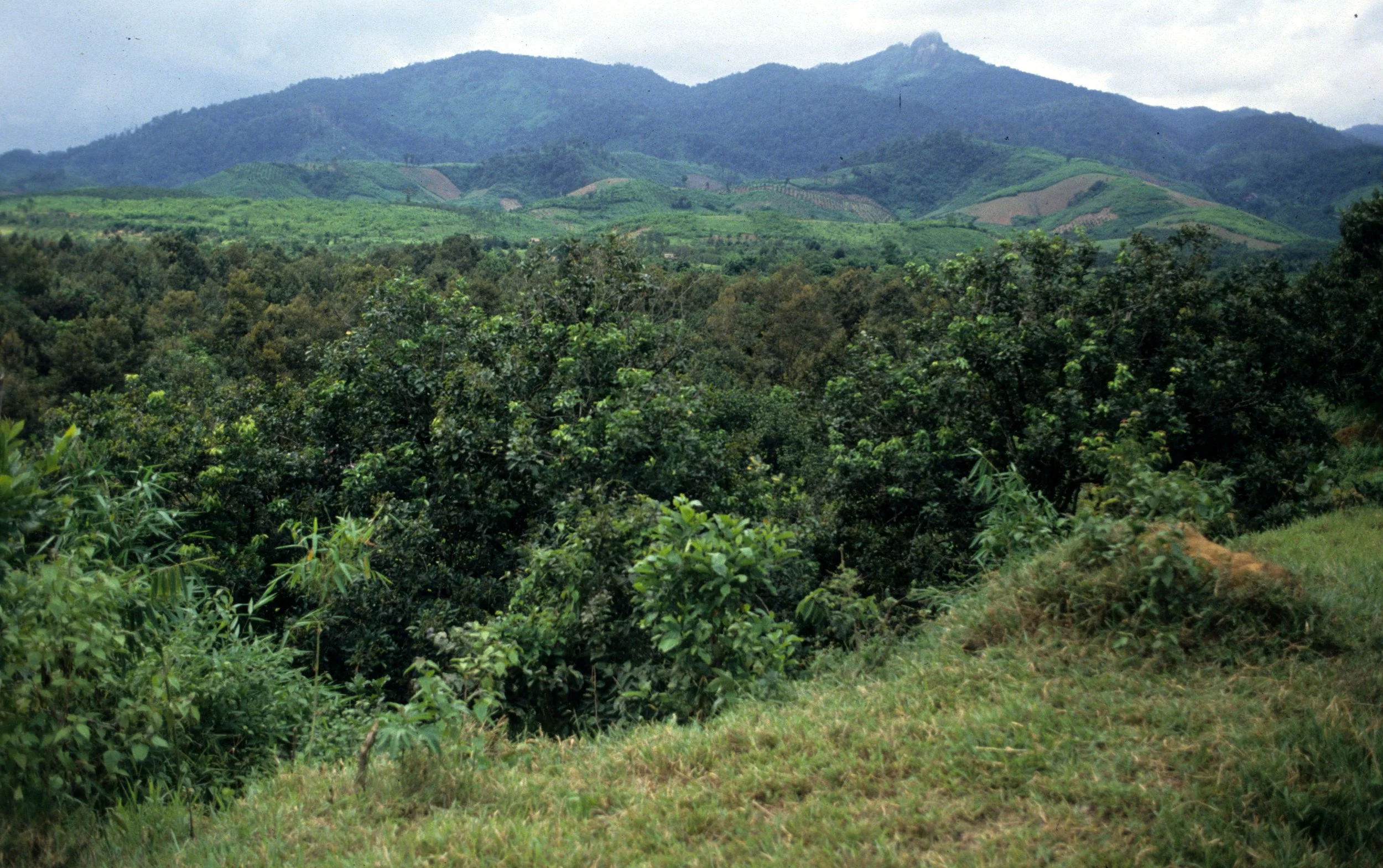 CUC PHUONG NP - NORTHERN VIET NAM.jpg