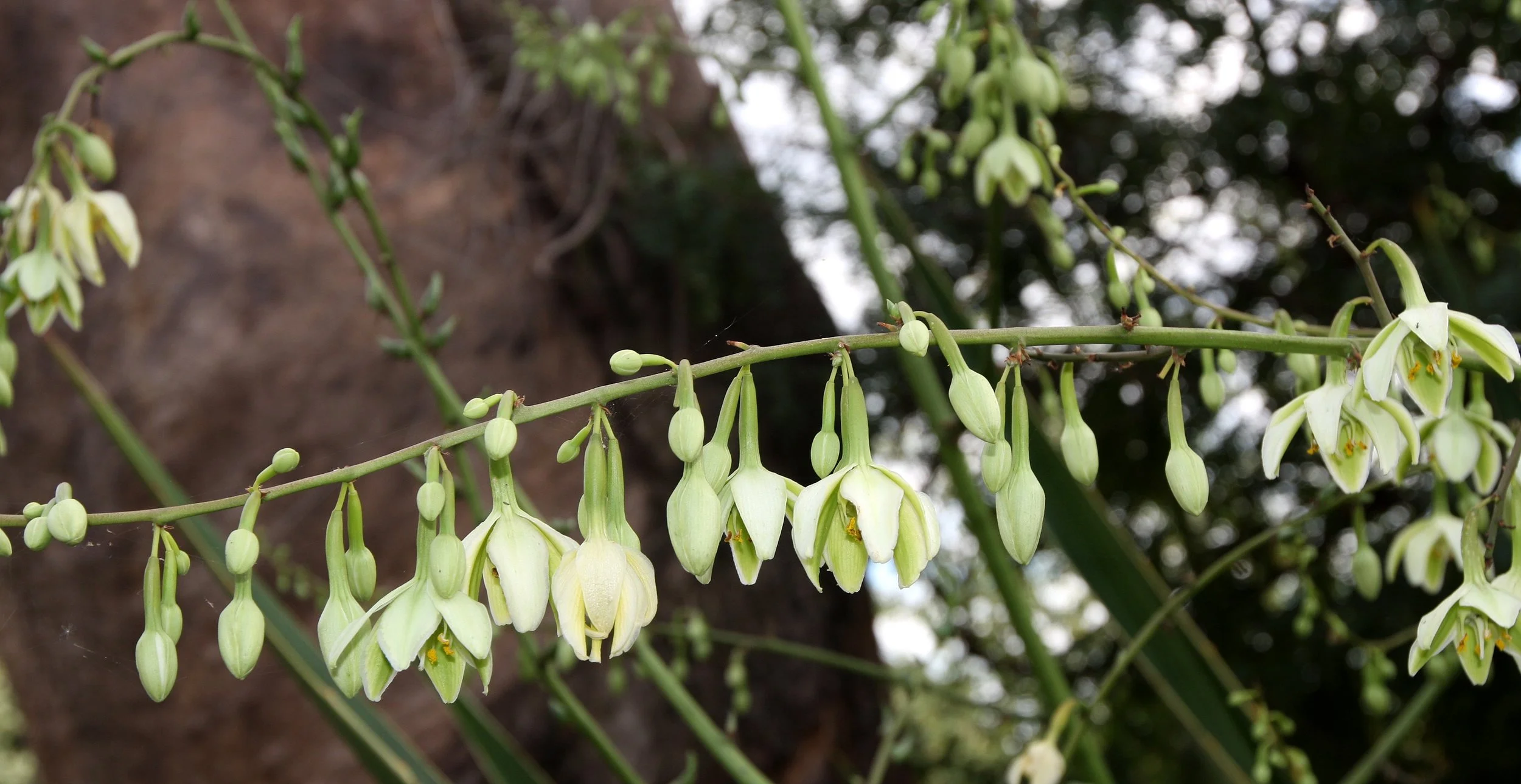 PLANT - AGAVE SPECIES - ANDOHAHELA NATIONAL PARK MADAGASCAR (3).JPG