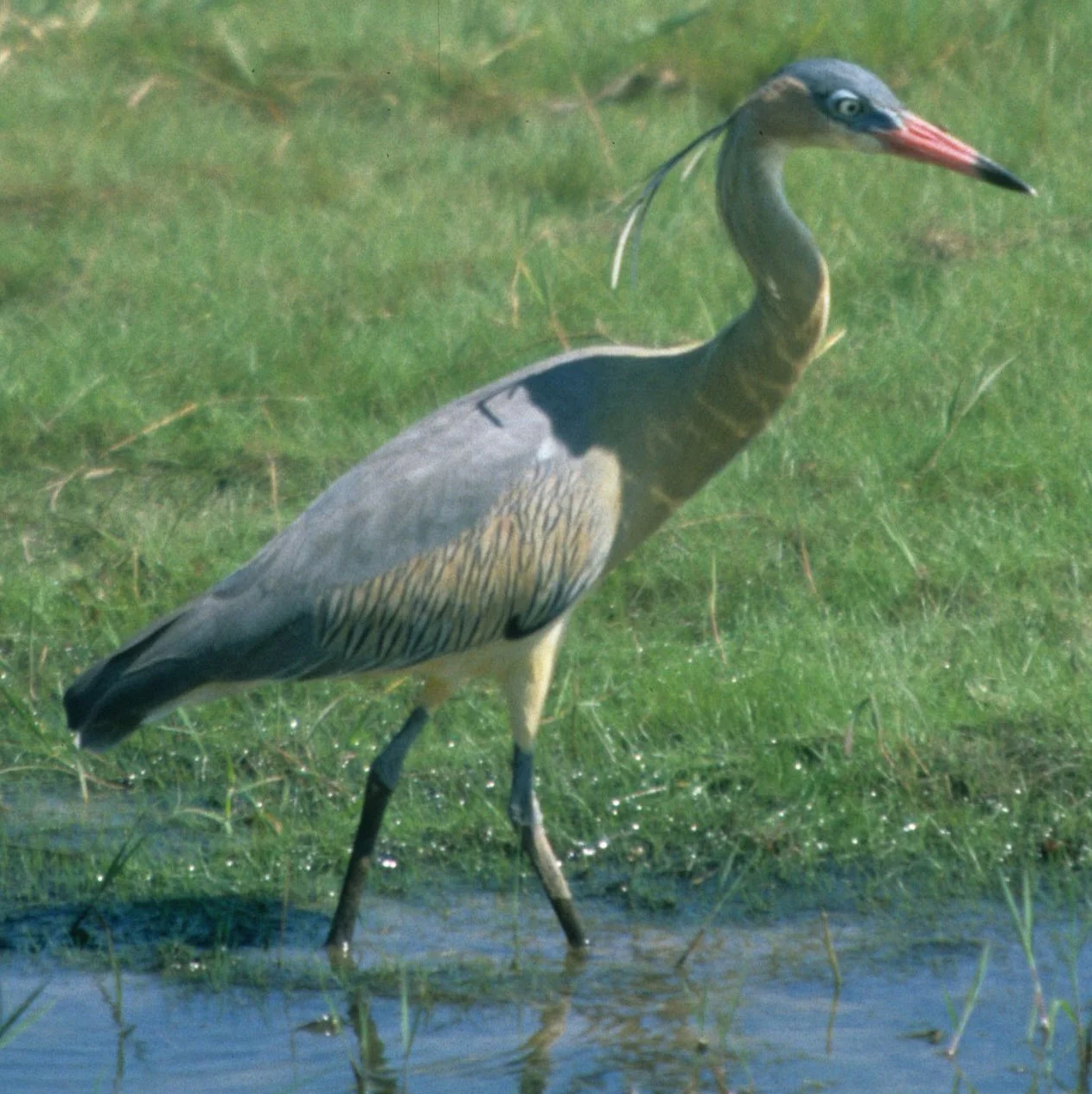 HERON - WHISTLING - Syrigma sibilatrix - PANTANAL BRAZIL (10).jpg