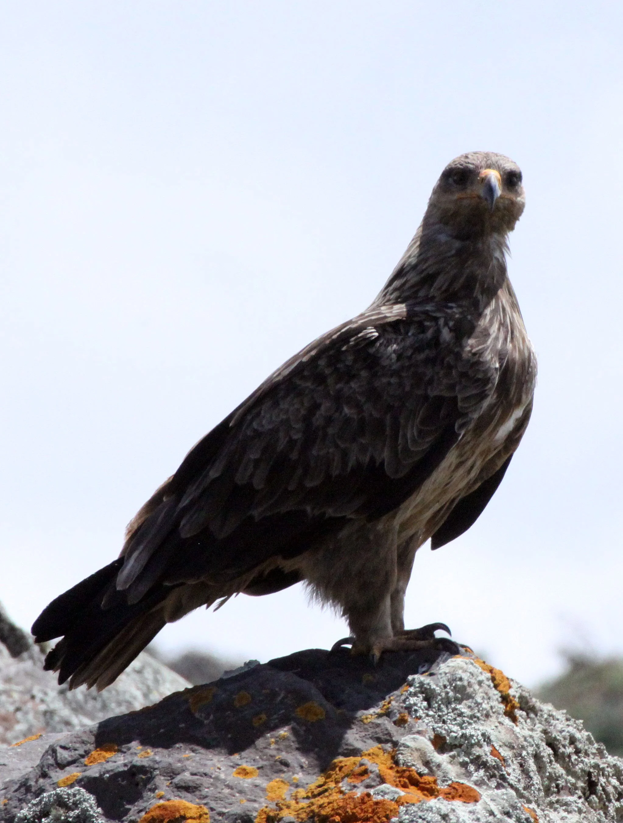 Aquila rapax - TAWNY EAGLE - BALE MOUNTAINS NATIONAL PARK ETHIOPIA (45).JPG
