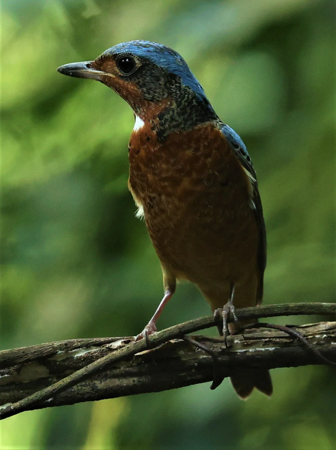 ROCK-THRUSH - WHITE-THROATED ROCK-THRUSH - Monticola gularis - WAT THAM PRATHUM CHONBURI March 2022 (7).jpg