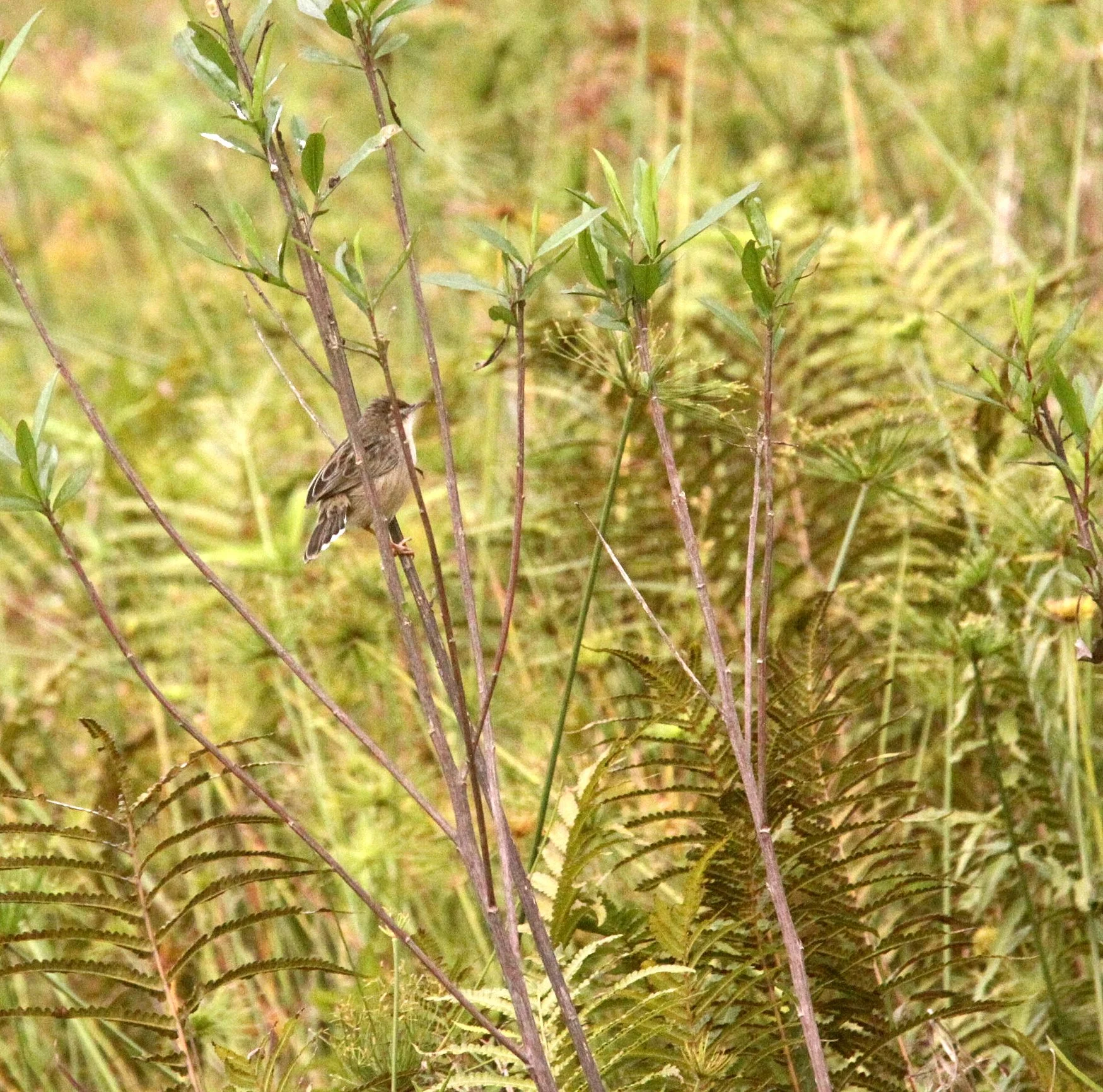 Family Bernieridae - Madagascar Cisticola - Cisticola cherina - Berenty Reserve, Madagascar
