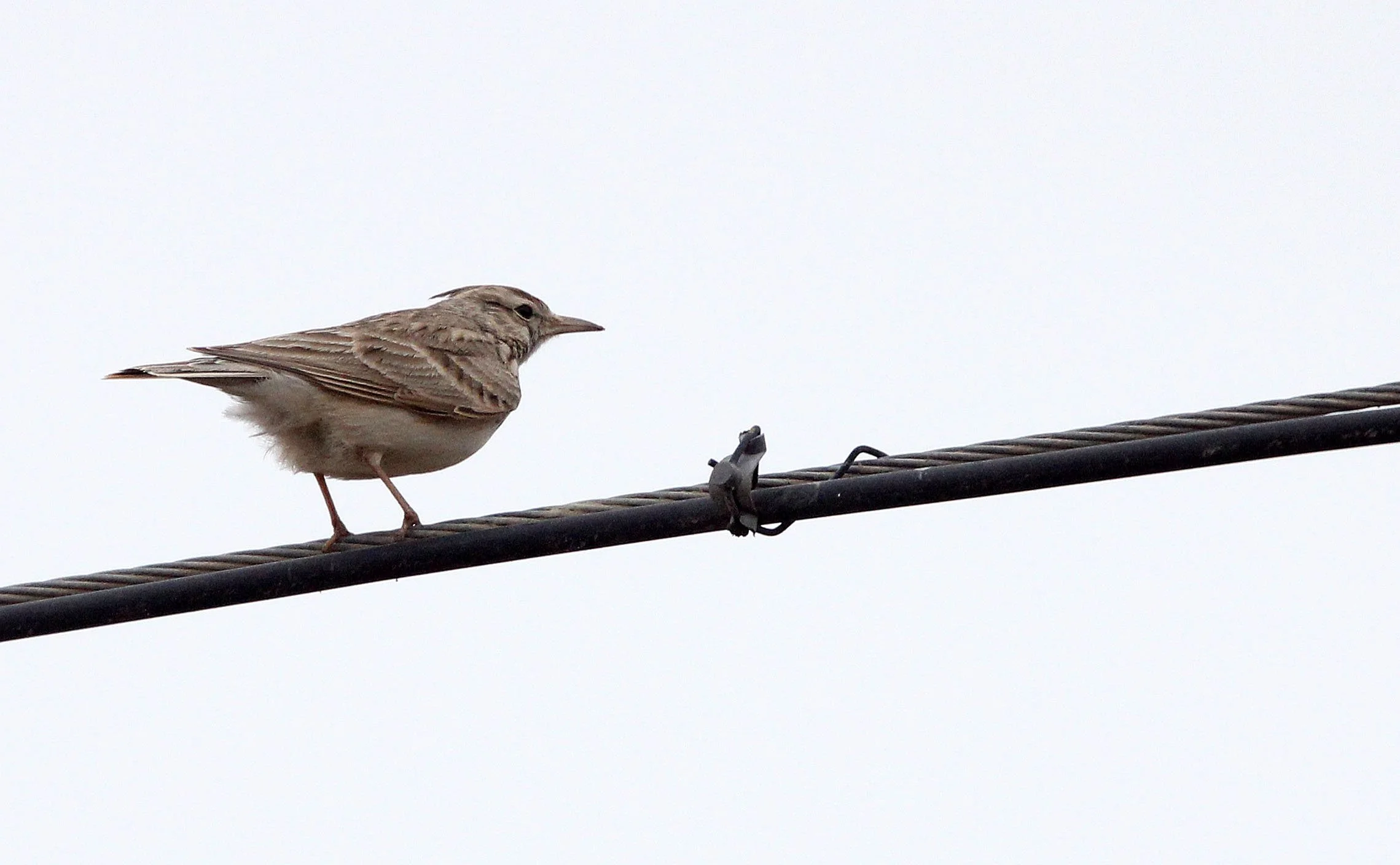 Crested Lark (Galerida cristata) Wutong Gou Desert Attraction Xinjiang China (3).JPG