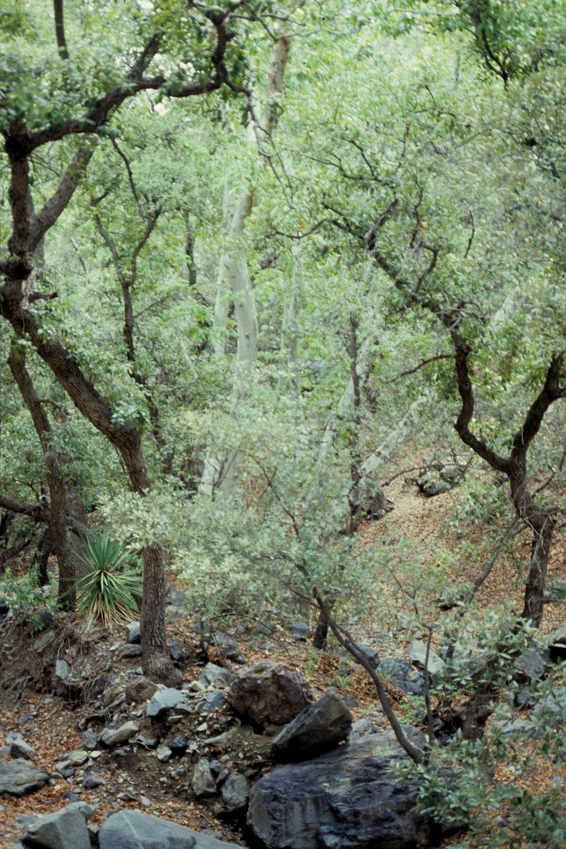 ARIZONA - MADERA CANYON - PLATANUS QUERCUS FOREST COMMUNITY A.jpg