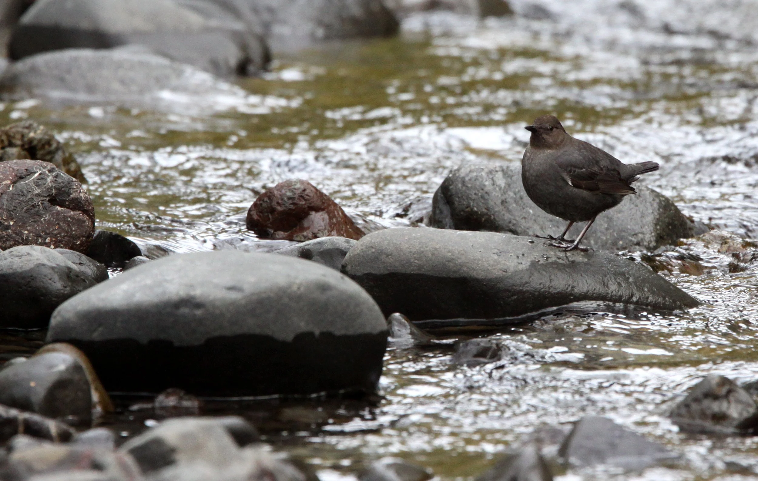 American dipper (Cinclus mexicanus) Hoh Rainforest Washington State (35).JPG