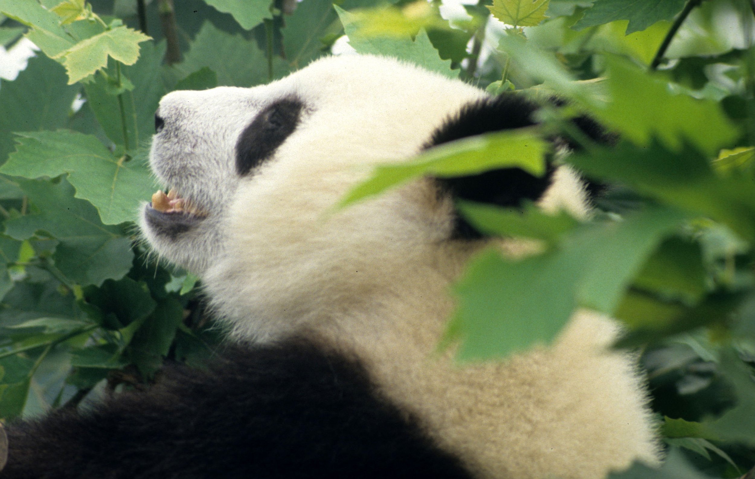 URSID - GIANT PANDA - CHENGDU REGION CHINA (3).jpg