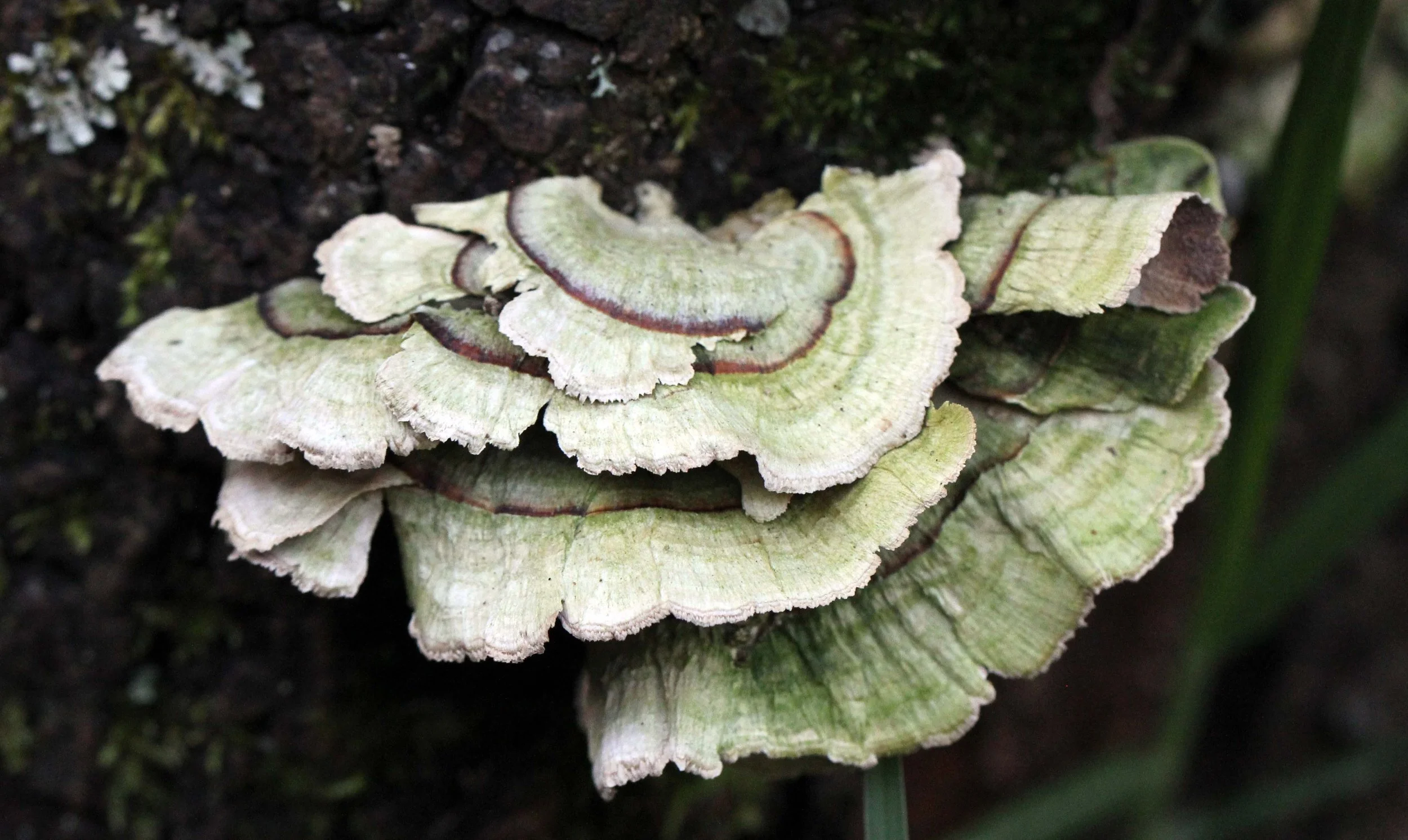 PAMPADUM SHOLA NATIONAL PARK - KERALA INDIA - PHOTO BY SOM SMITH (99).JPG
